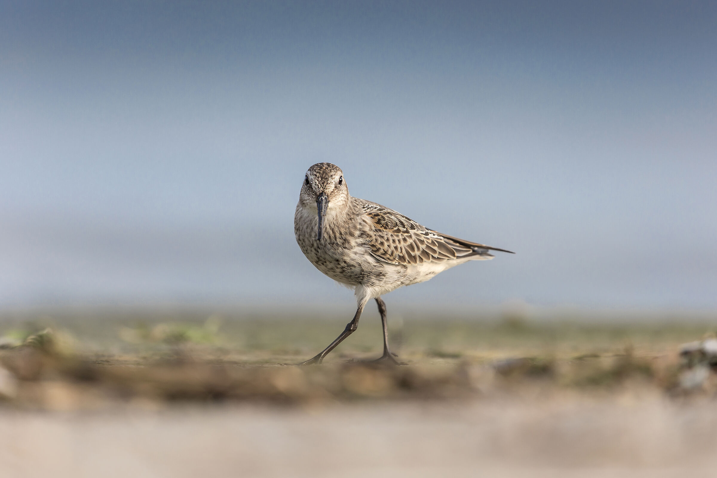 Piovanello pancianera