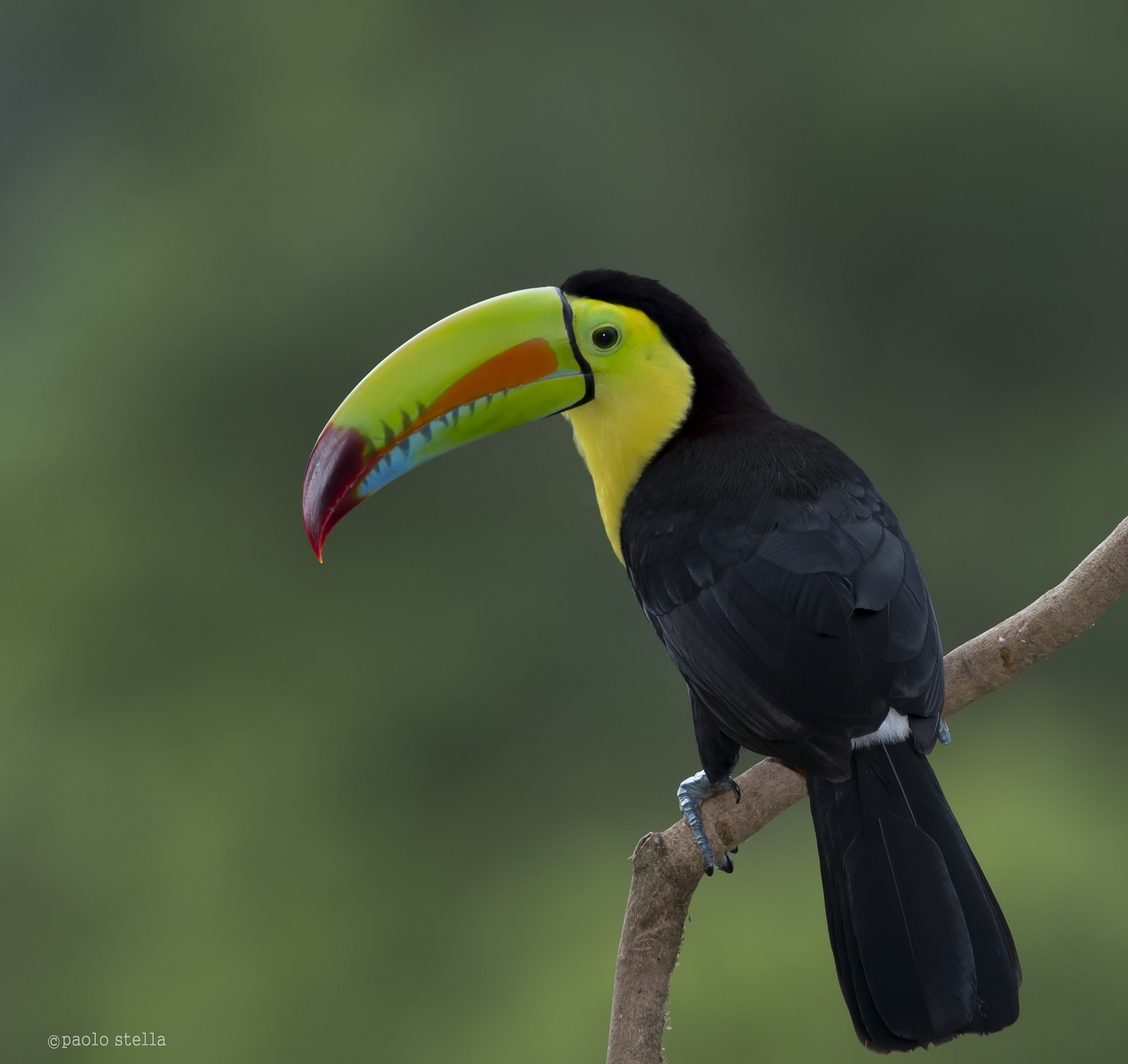 Keel-billed Toucan