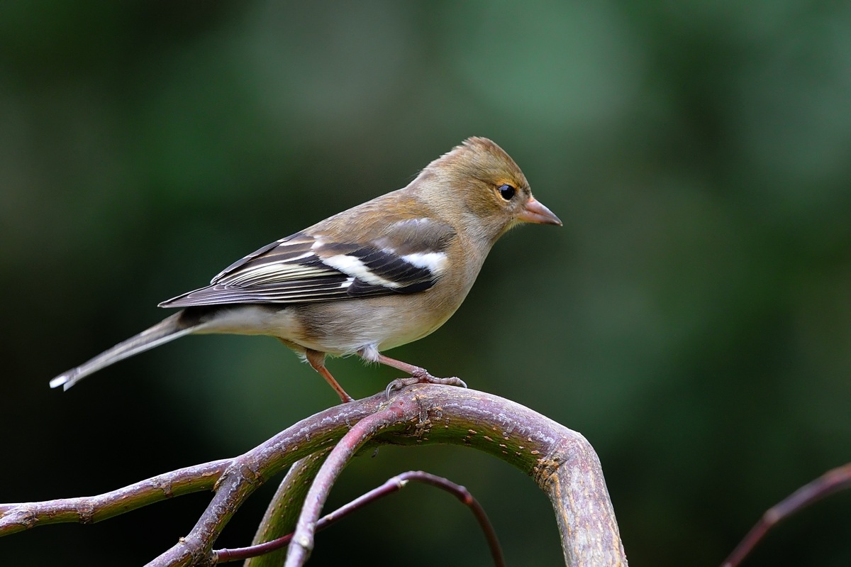 Fringuello (femmina)