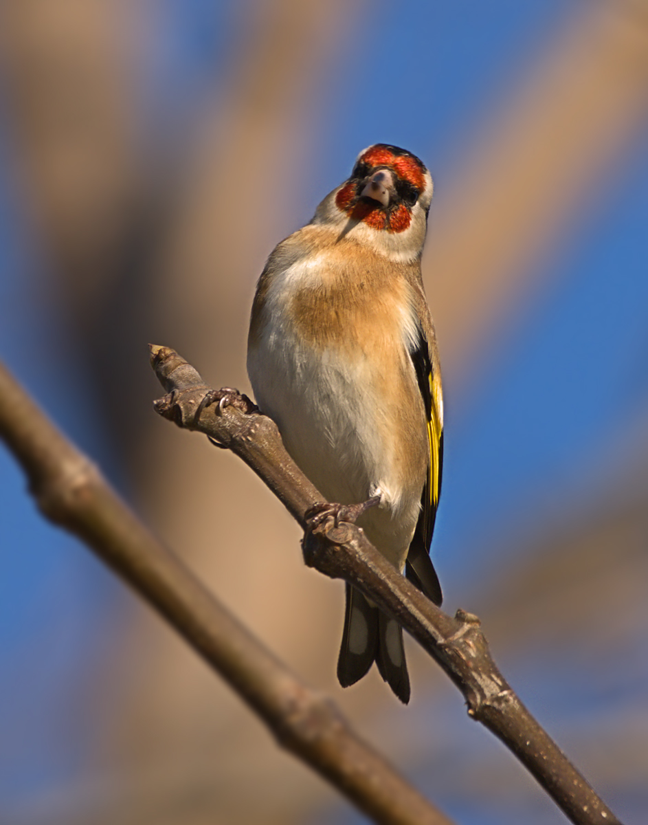 Goldfinch