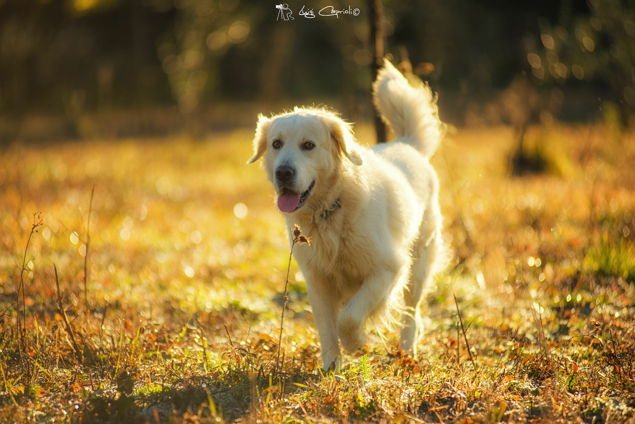 Passeggiando nella rugiada mattutina