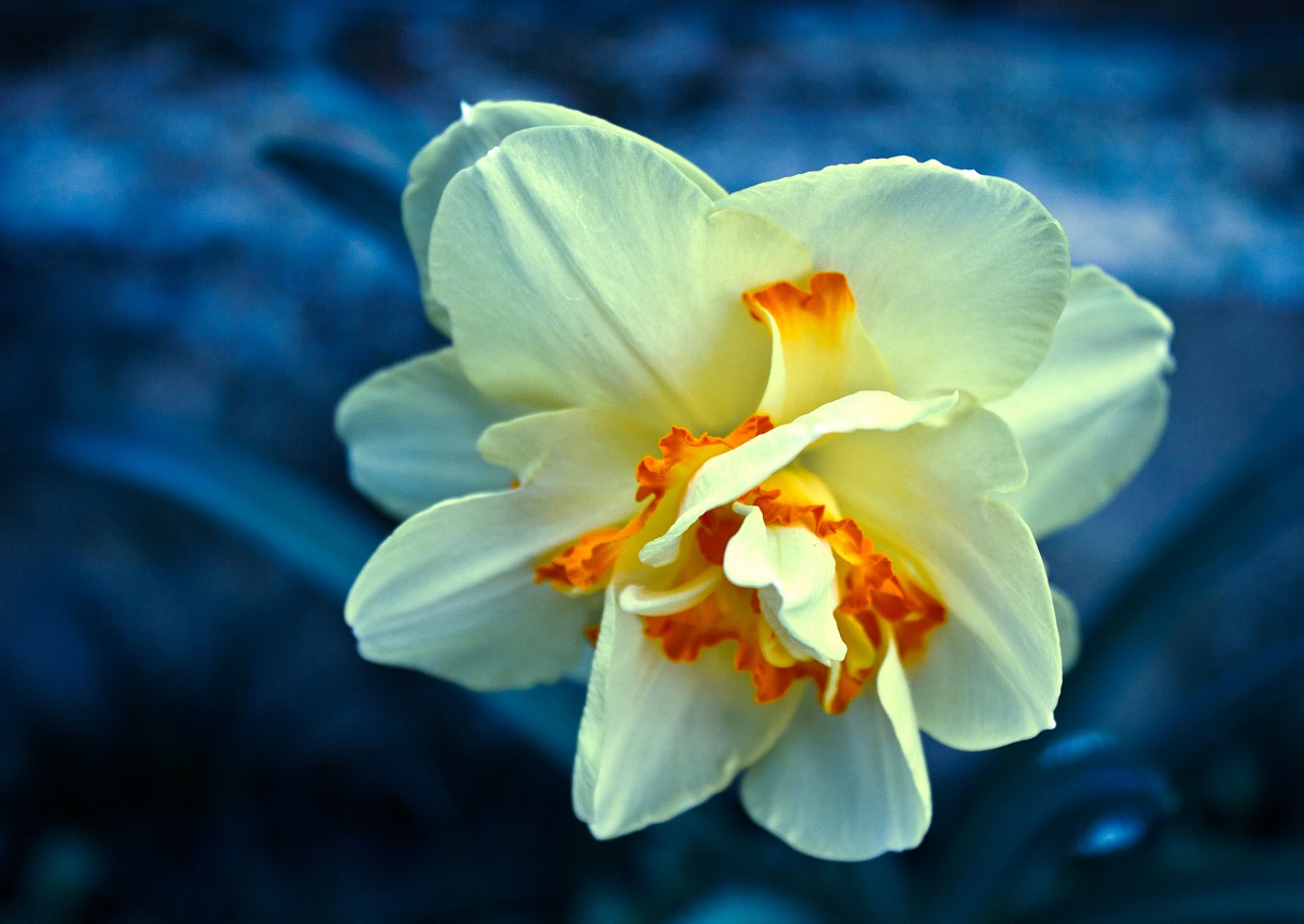 Qualche scatto nel mio giardino...