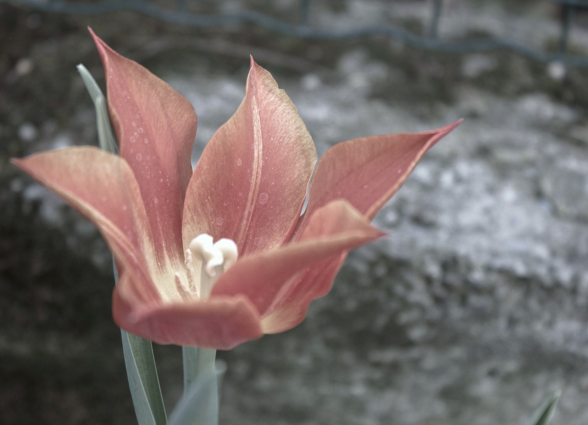 Qualche scatto nel mio giardino...