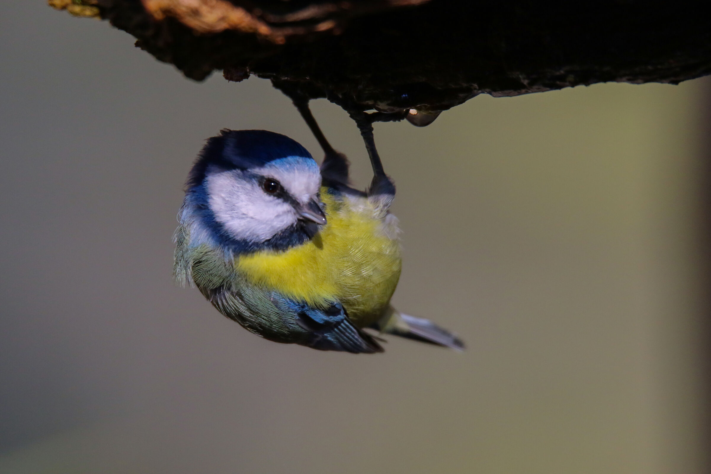 Cincia a testa in giù!