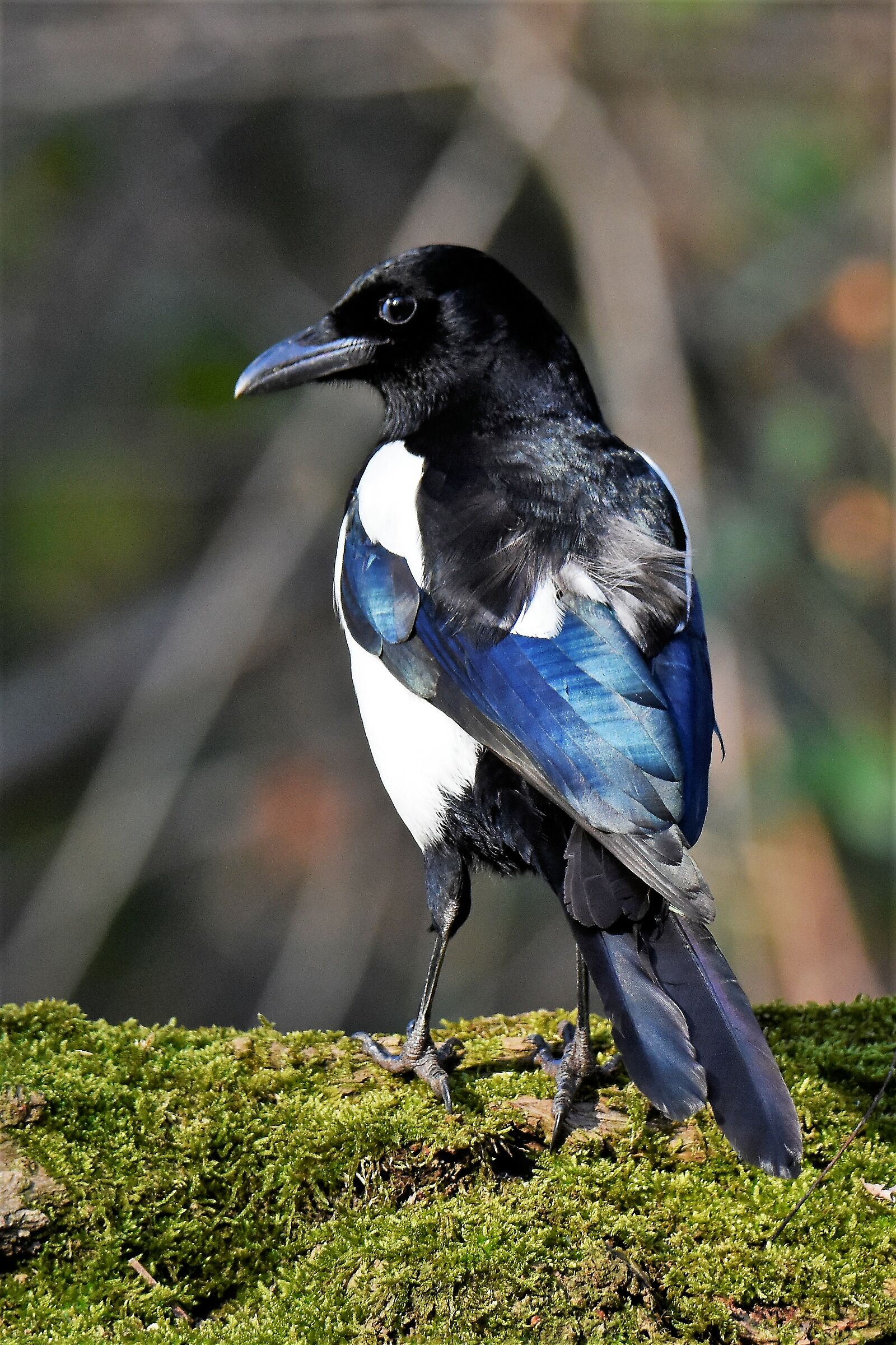 the elegance of the magpie pica pica