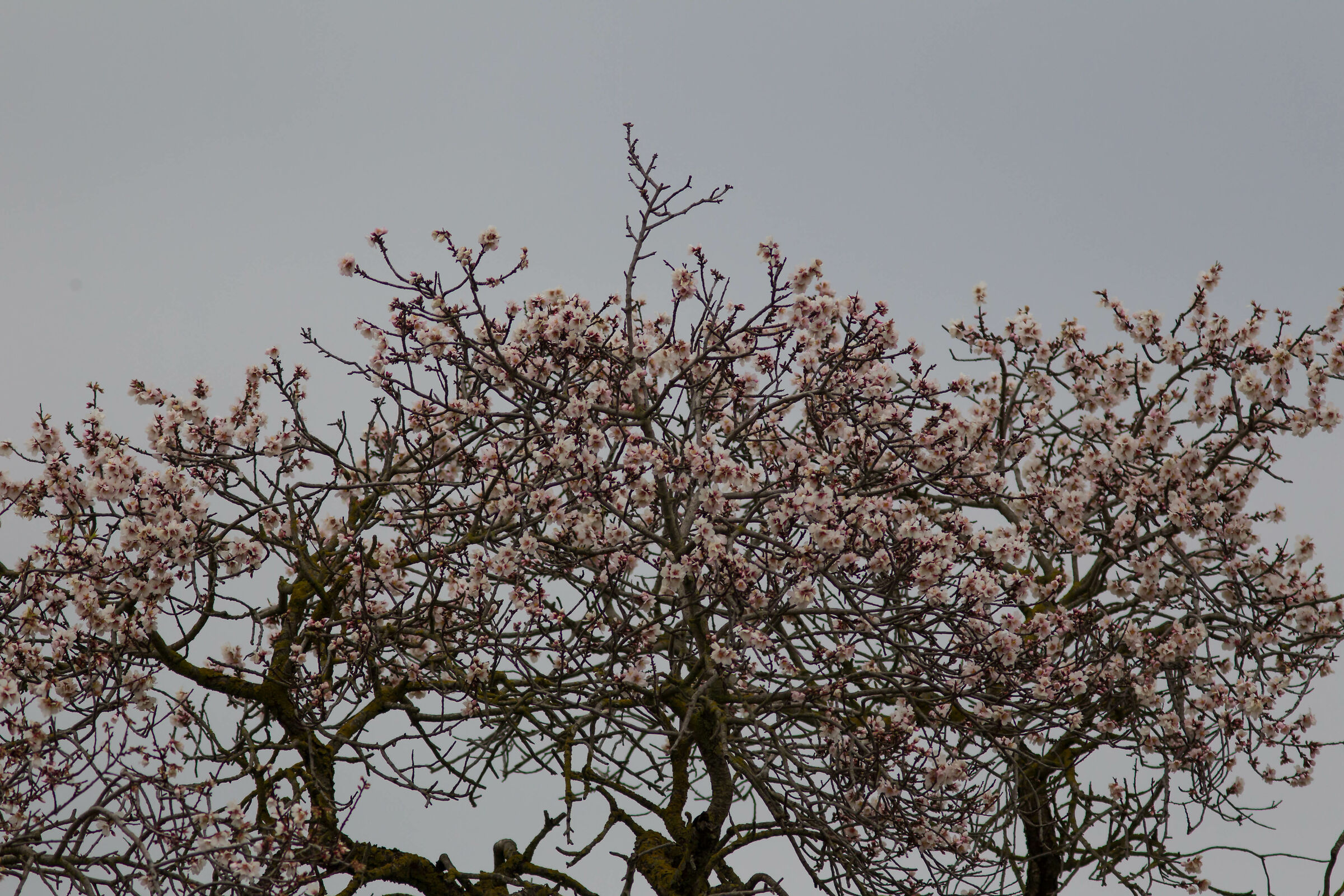 L'esplosione del mandorlo( foto di oggi)
