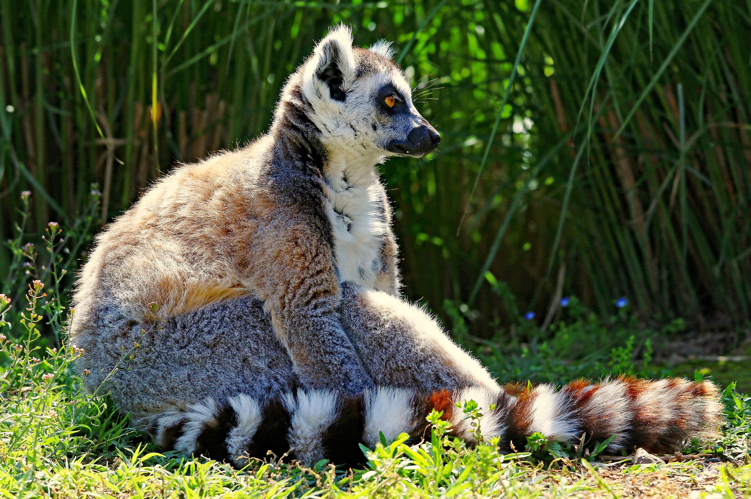 Cat lemur (ring tail)