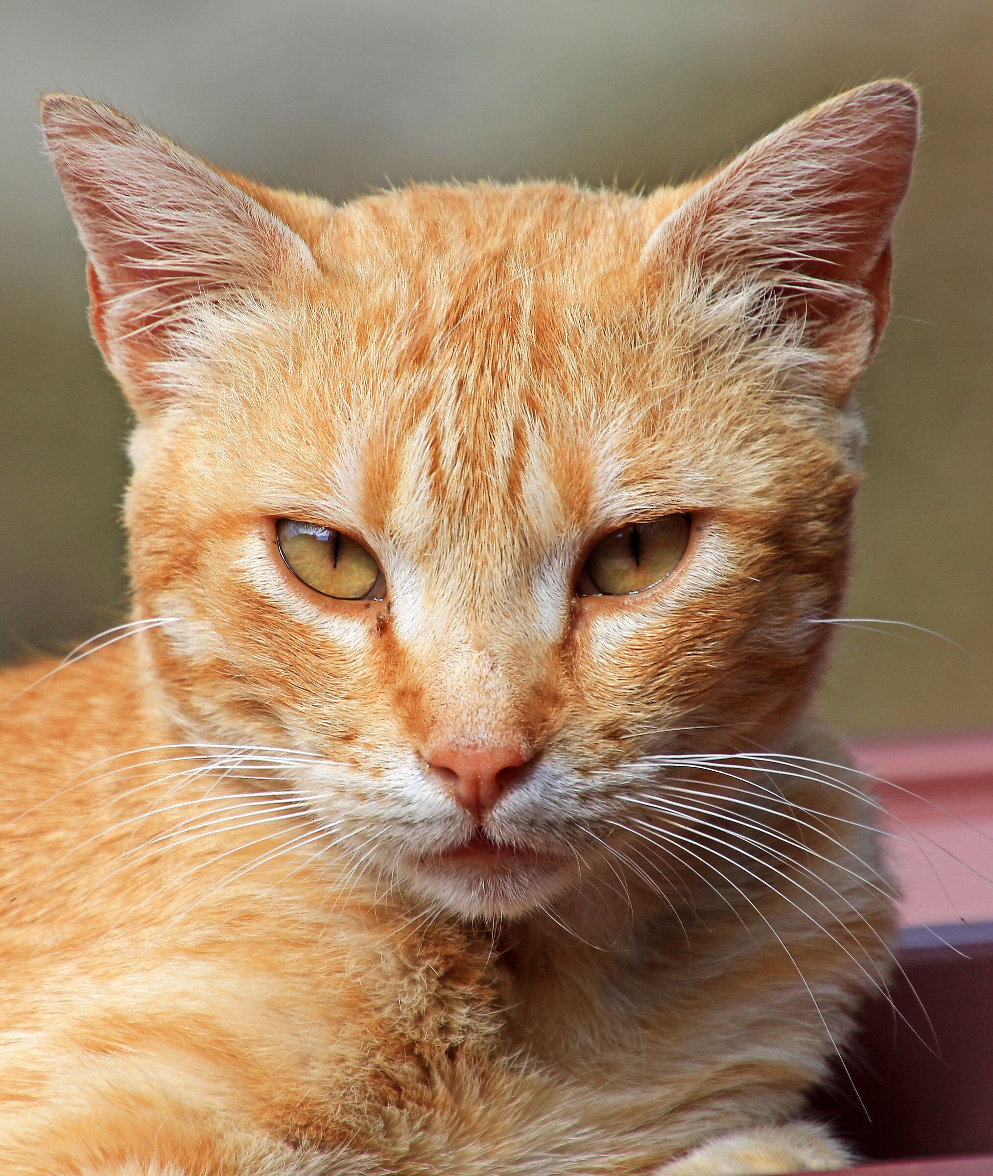 Gatto rosso europeo -2: Guardarsi negli occhi ...