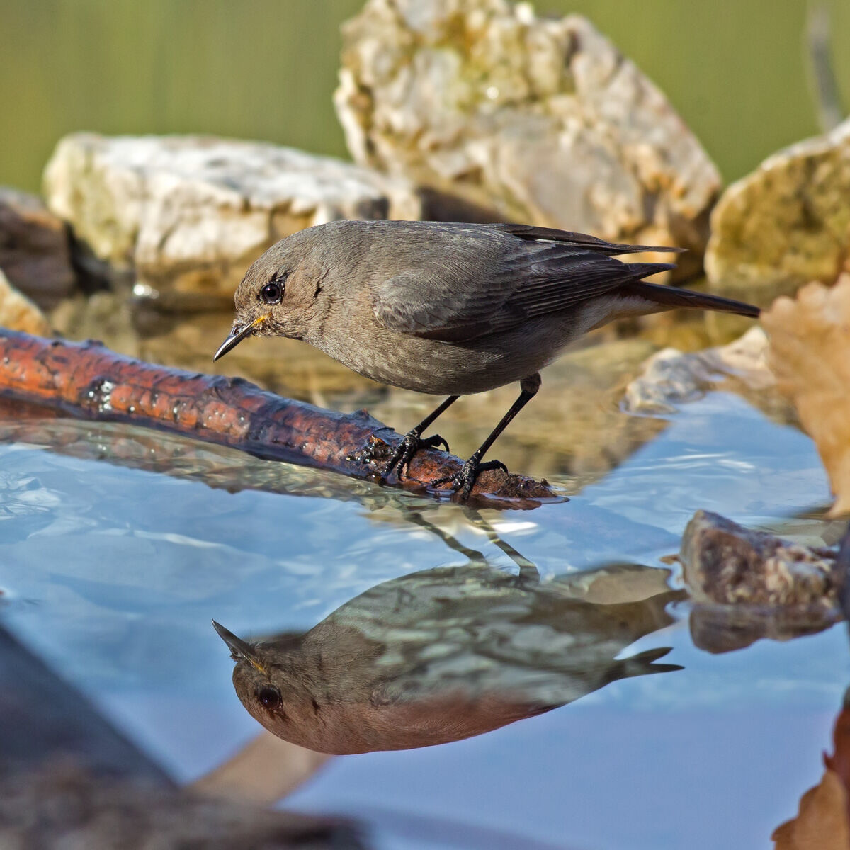 Codirosso chimney sweep - Phoenicurus ochruros