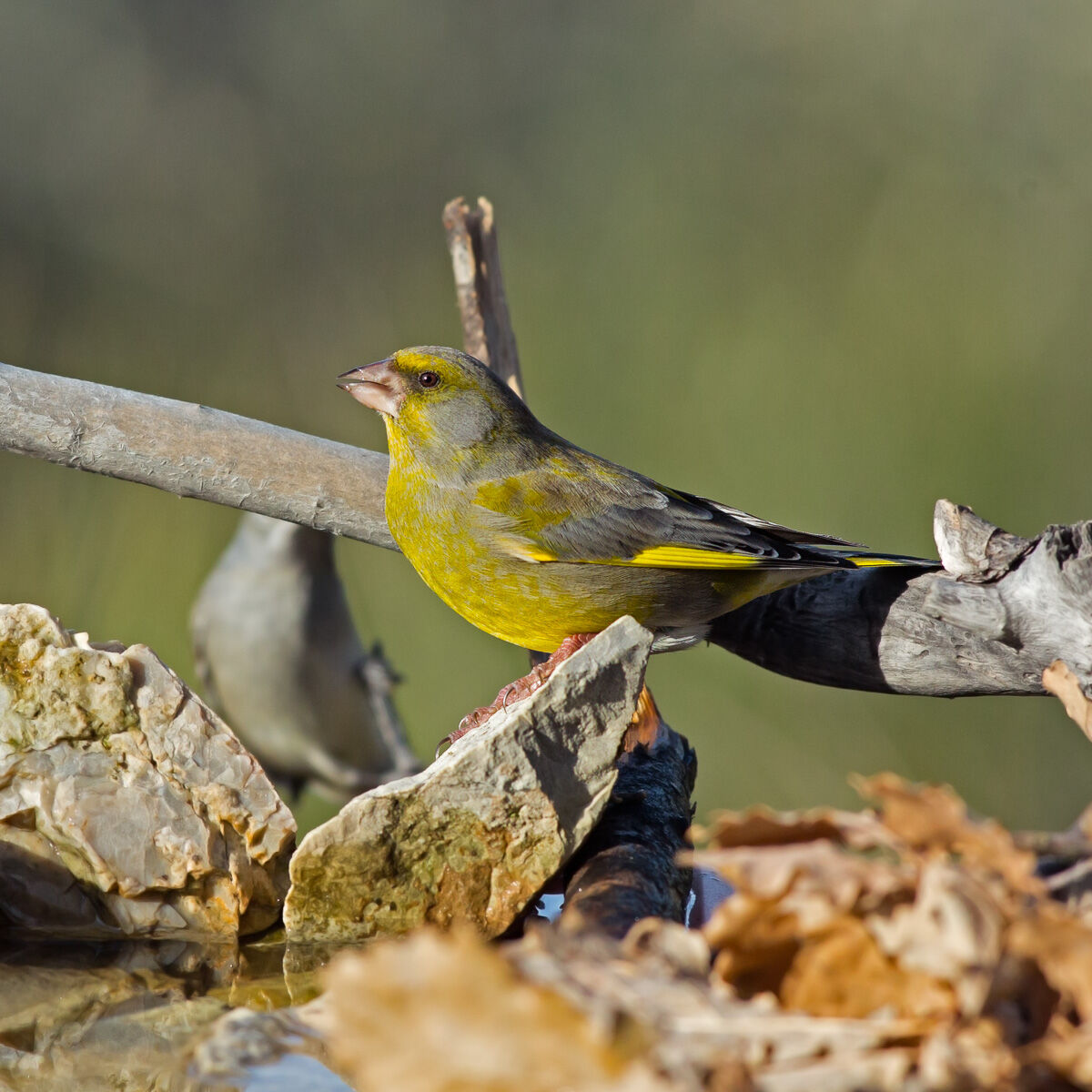 Verdone - Chloris chloris