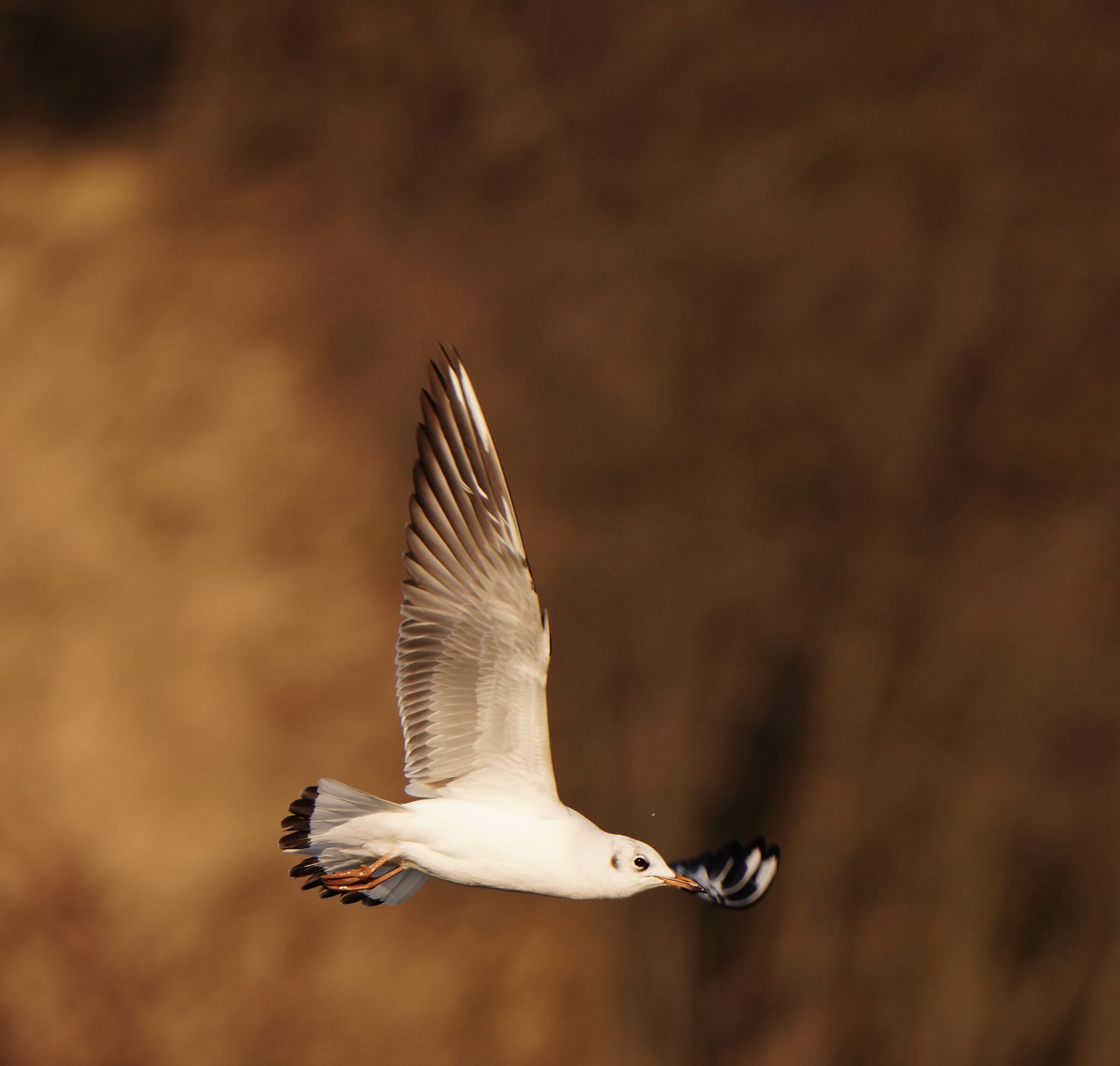 Seagull in flight...