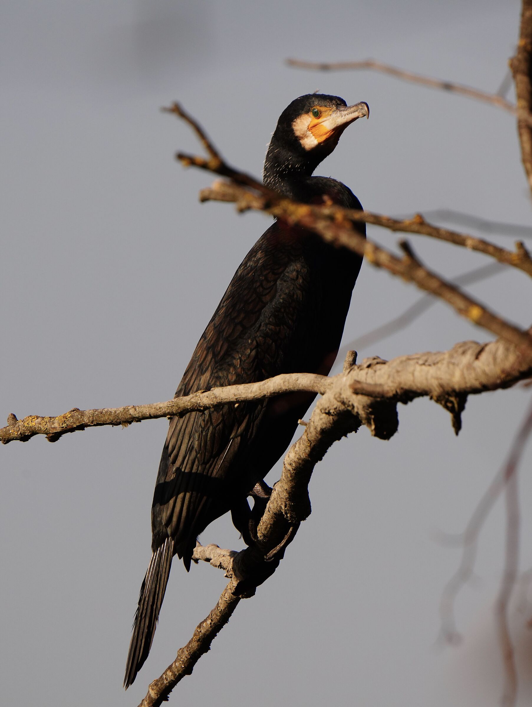 Isolated cormorant...