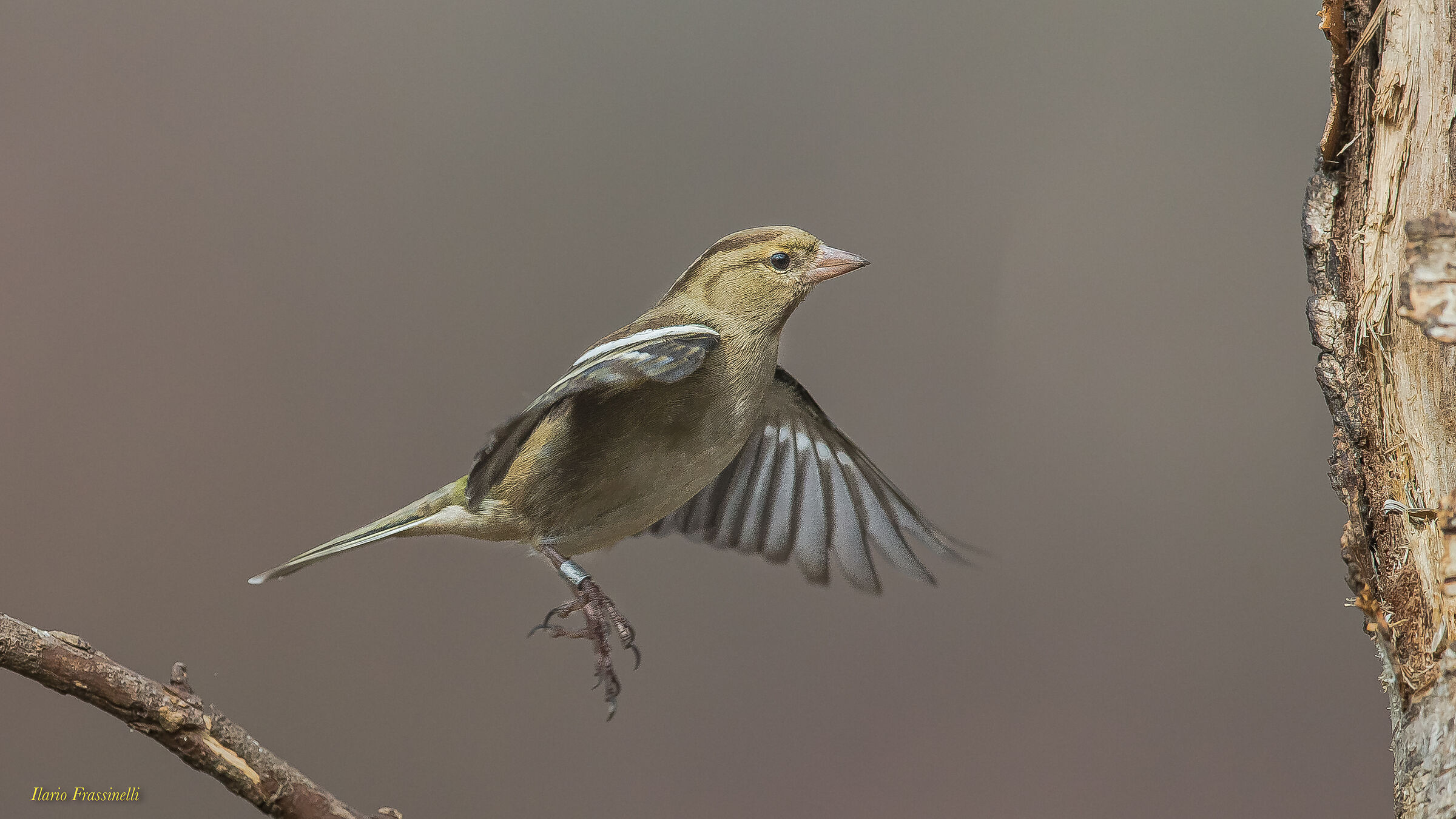 In-flight finch