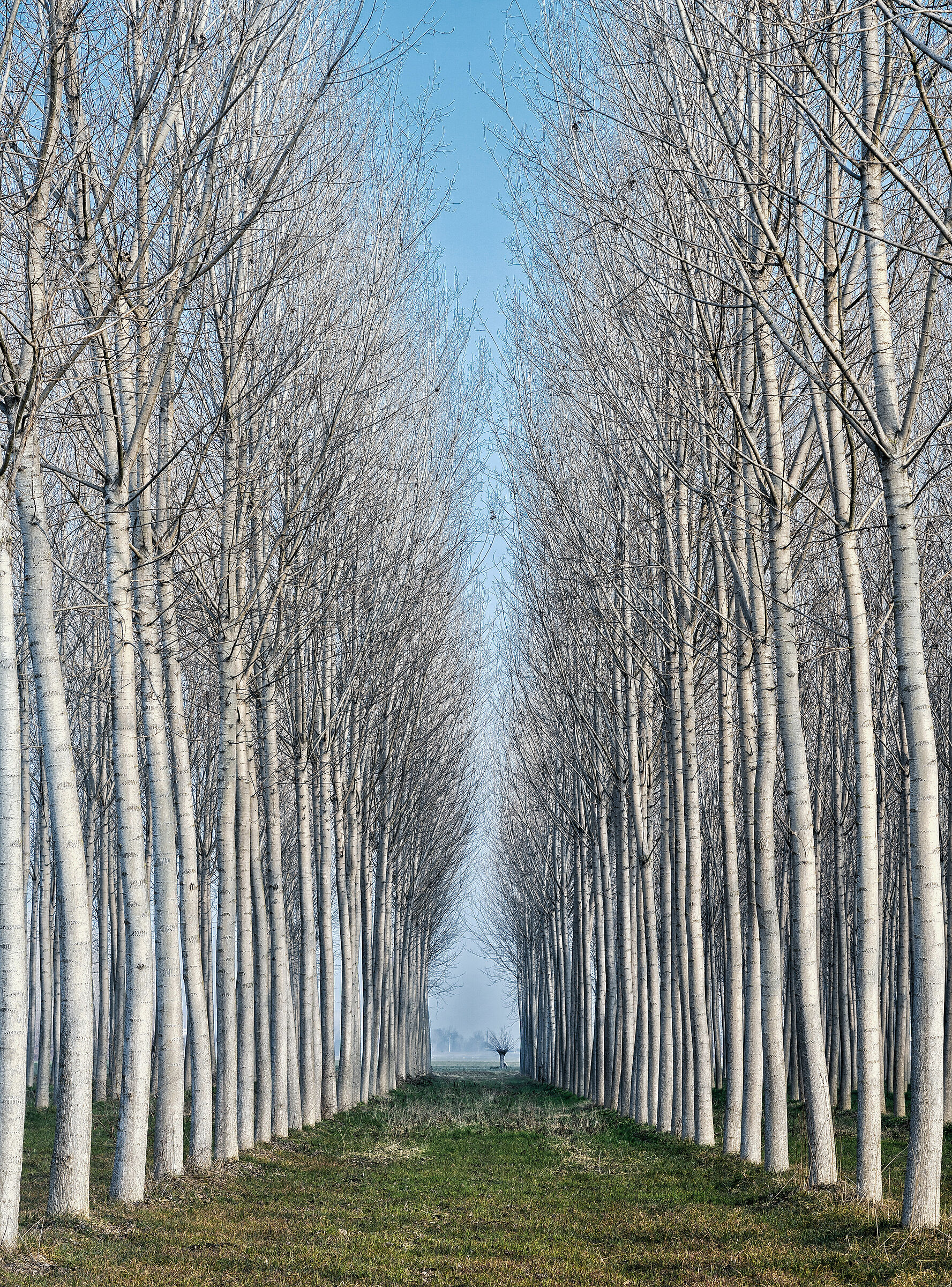 Poplars