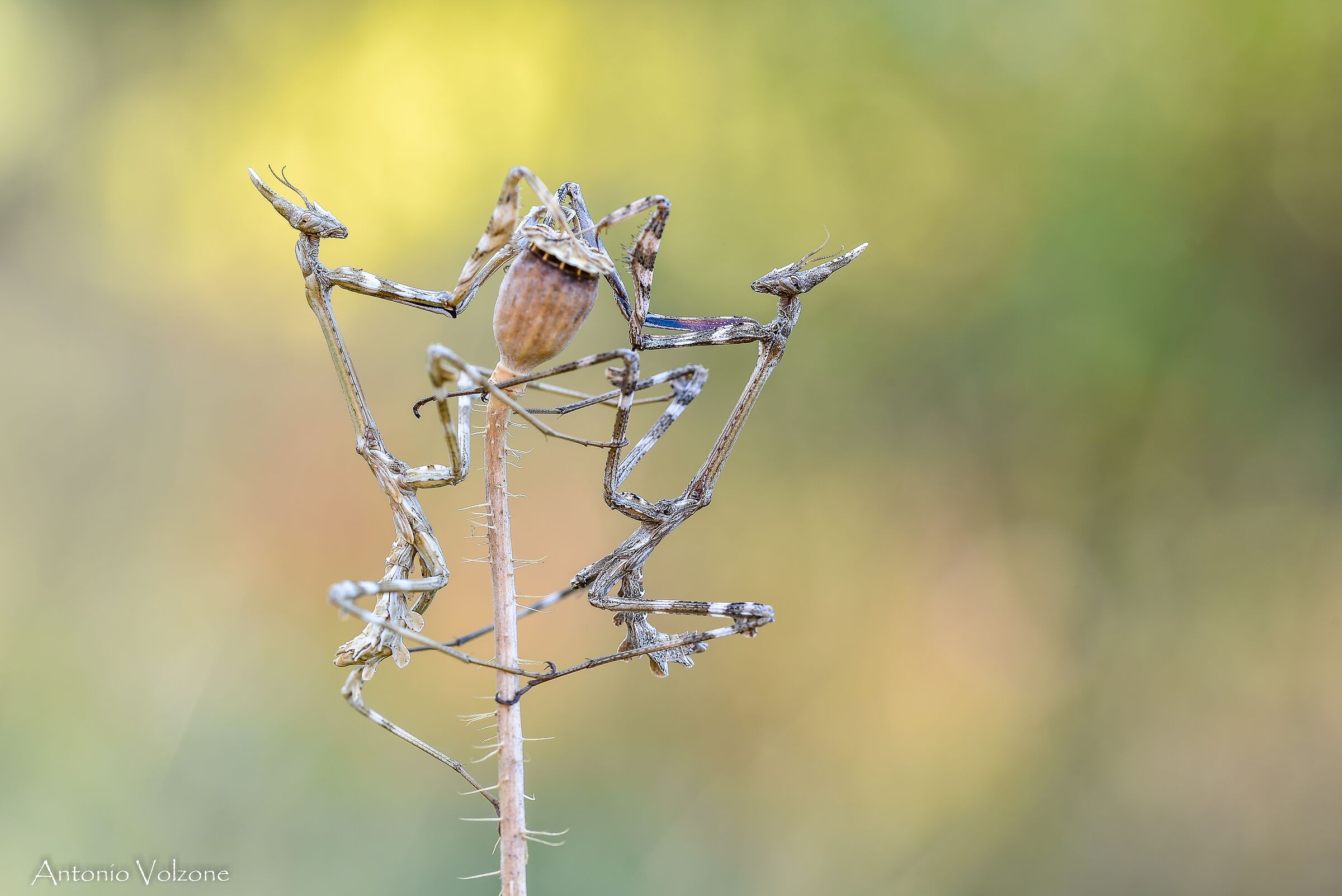 Empusette
