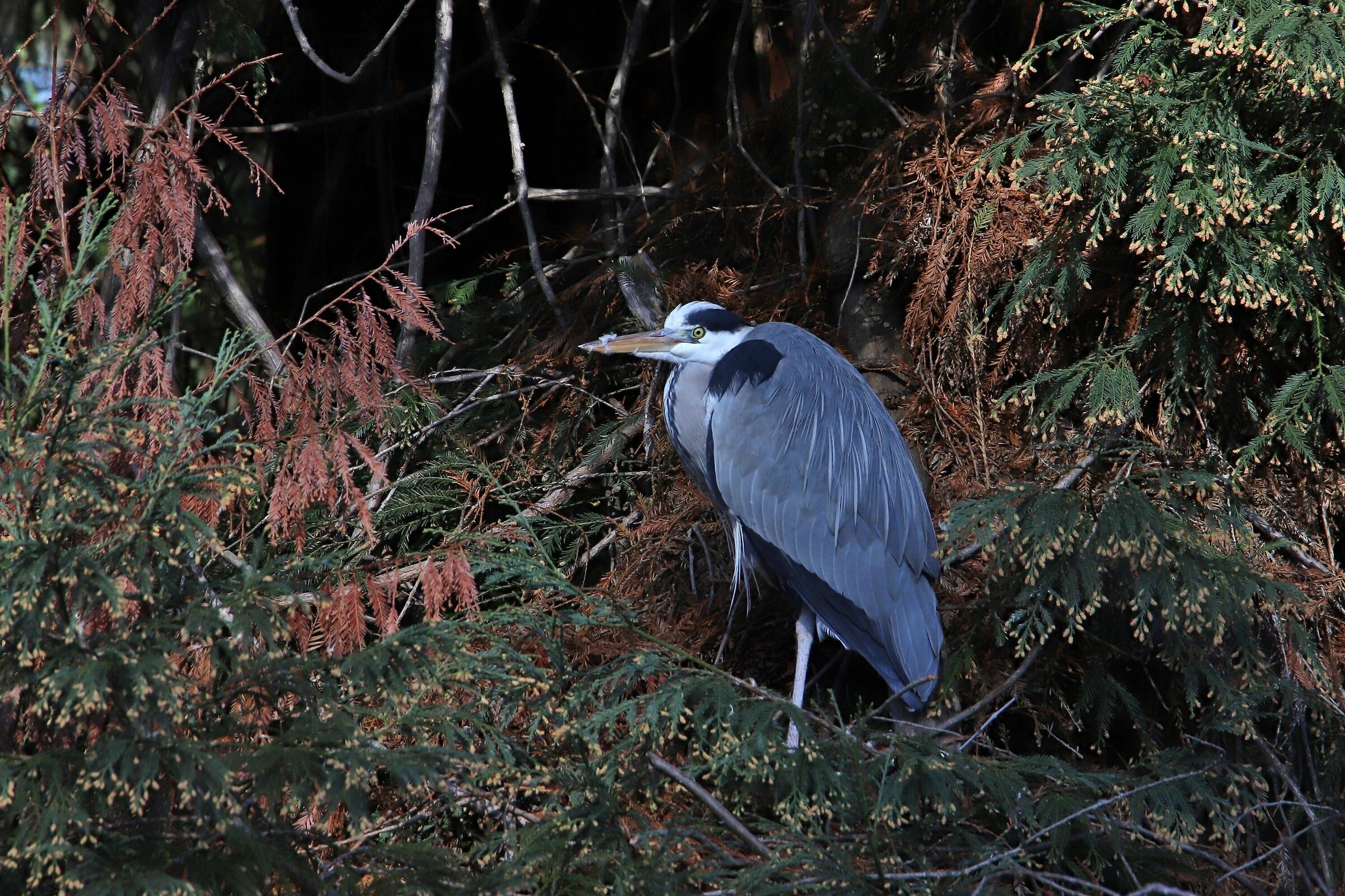 Between the frasche.....