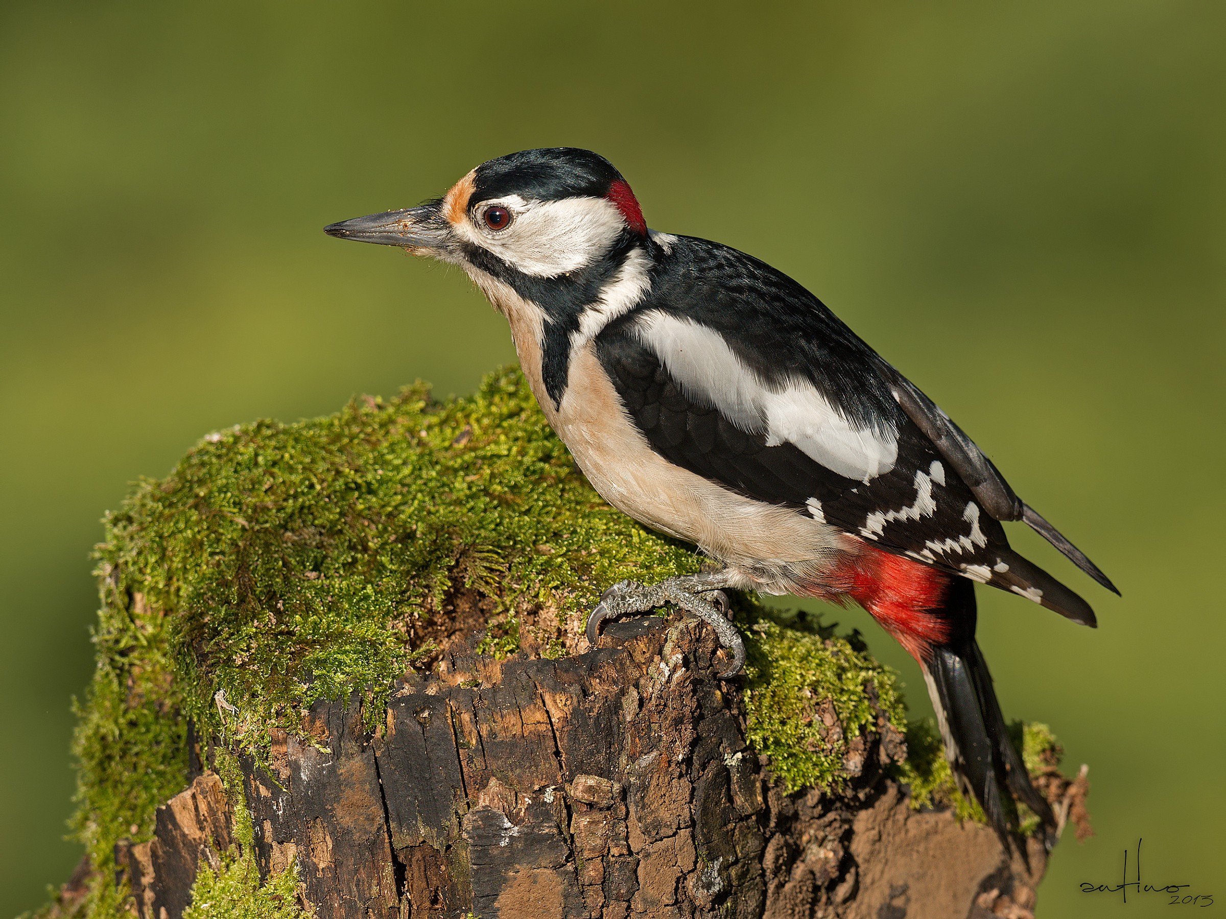 Picchio rosso maggiore maschio
