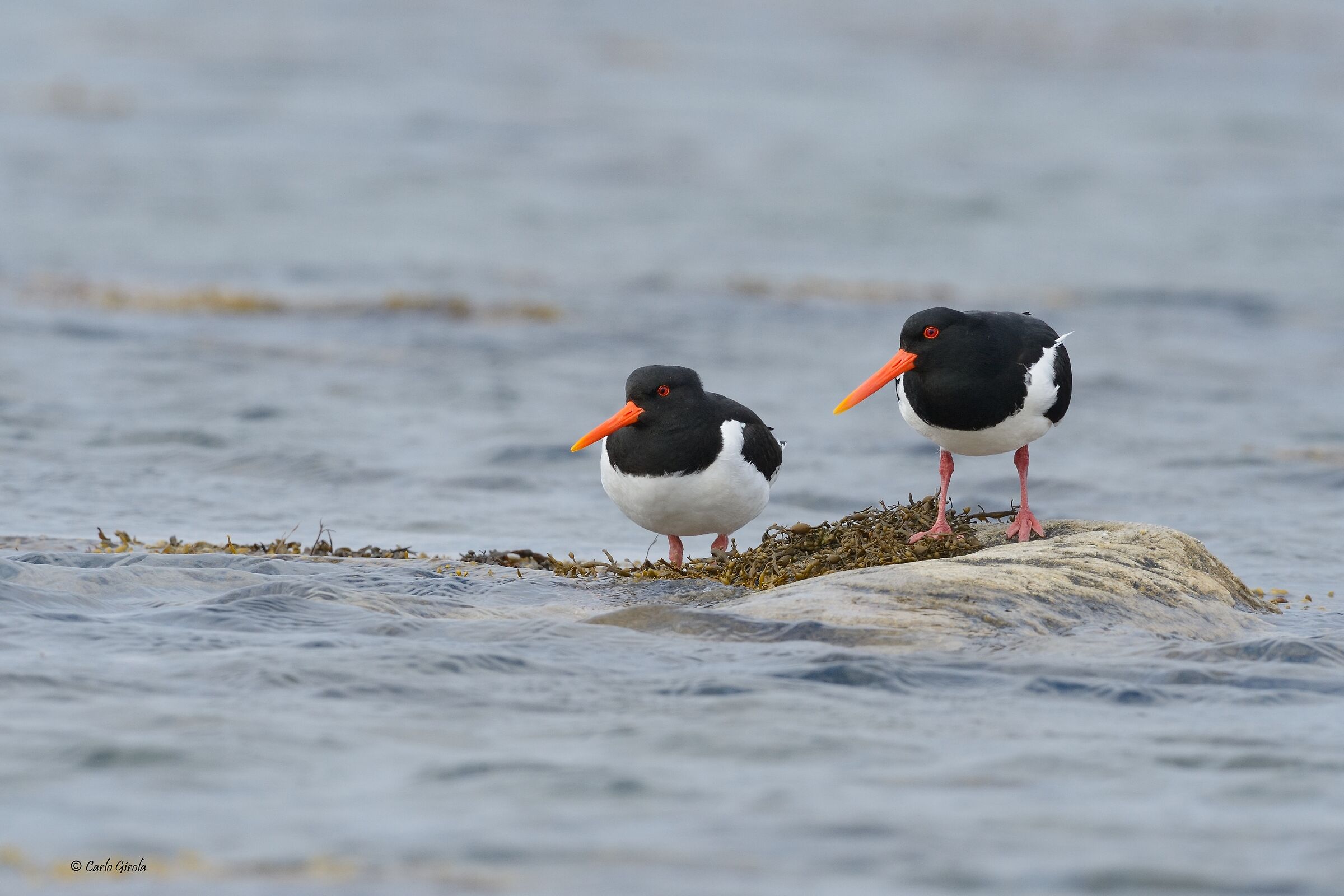 Beccaccia di mare (Haematopus ostralegus)