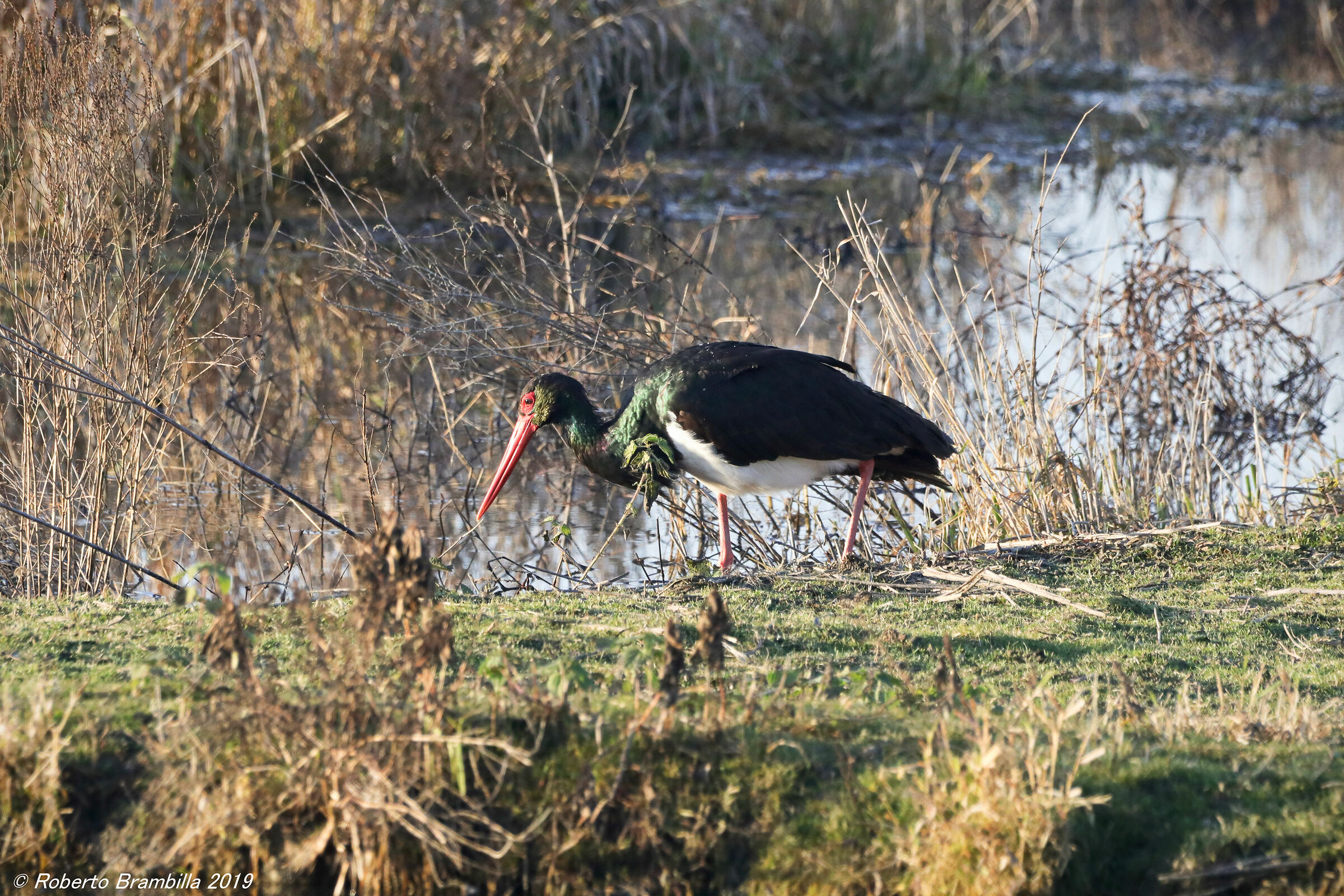 Black stork