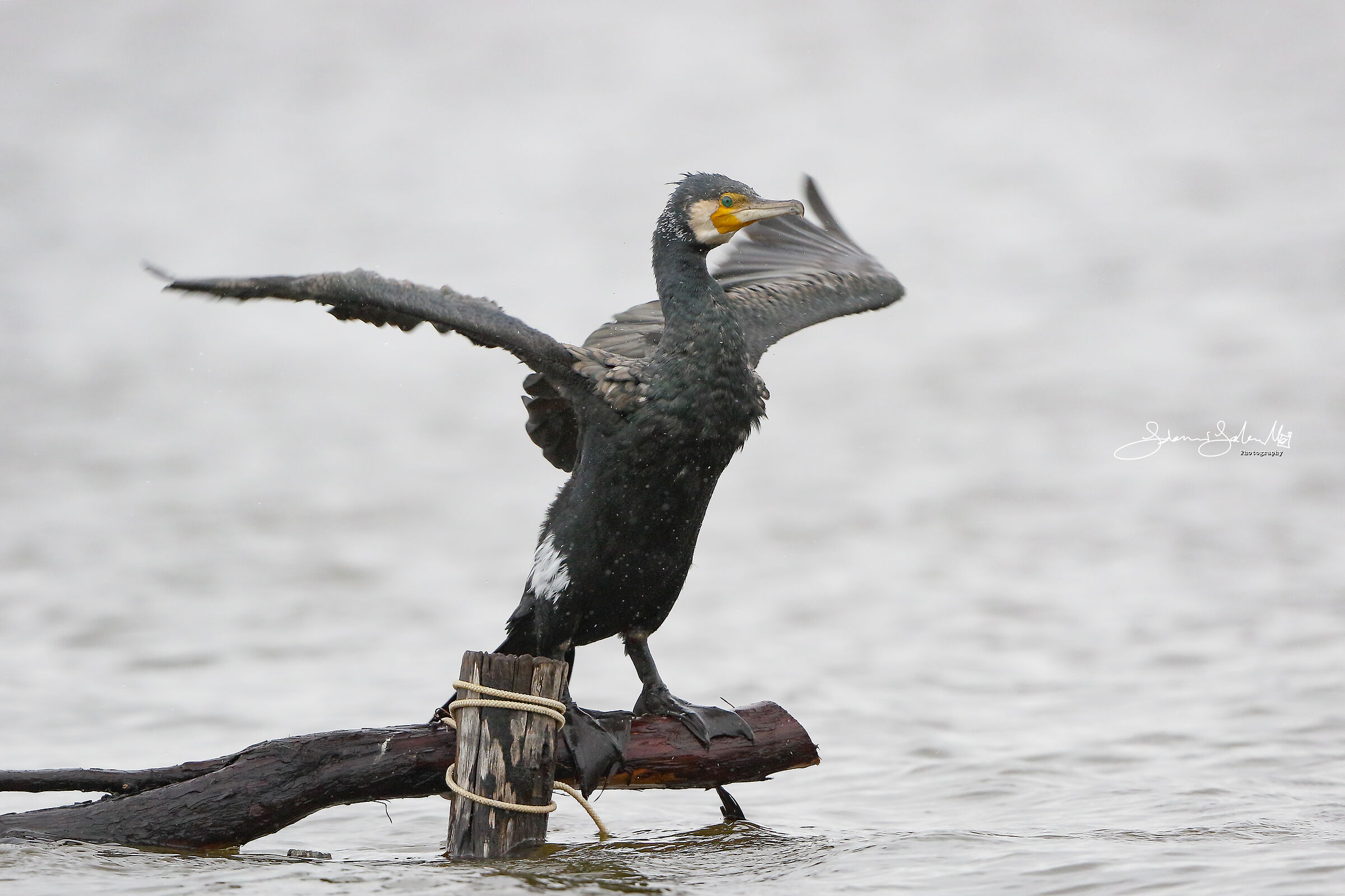 Near, far (Phalacrocorax carbo, L., 1758)