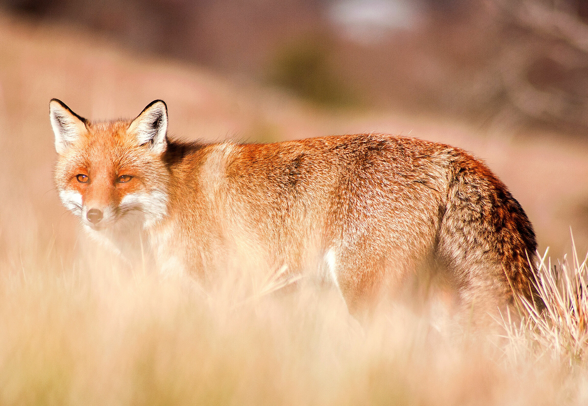 With the sun in your face