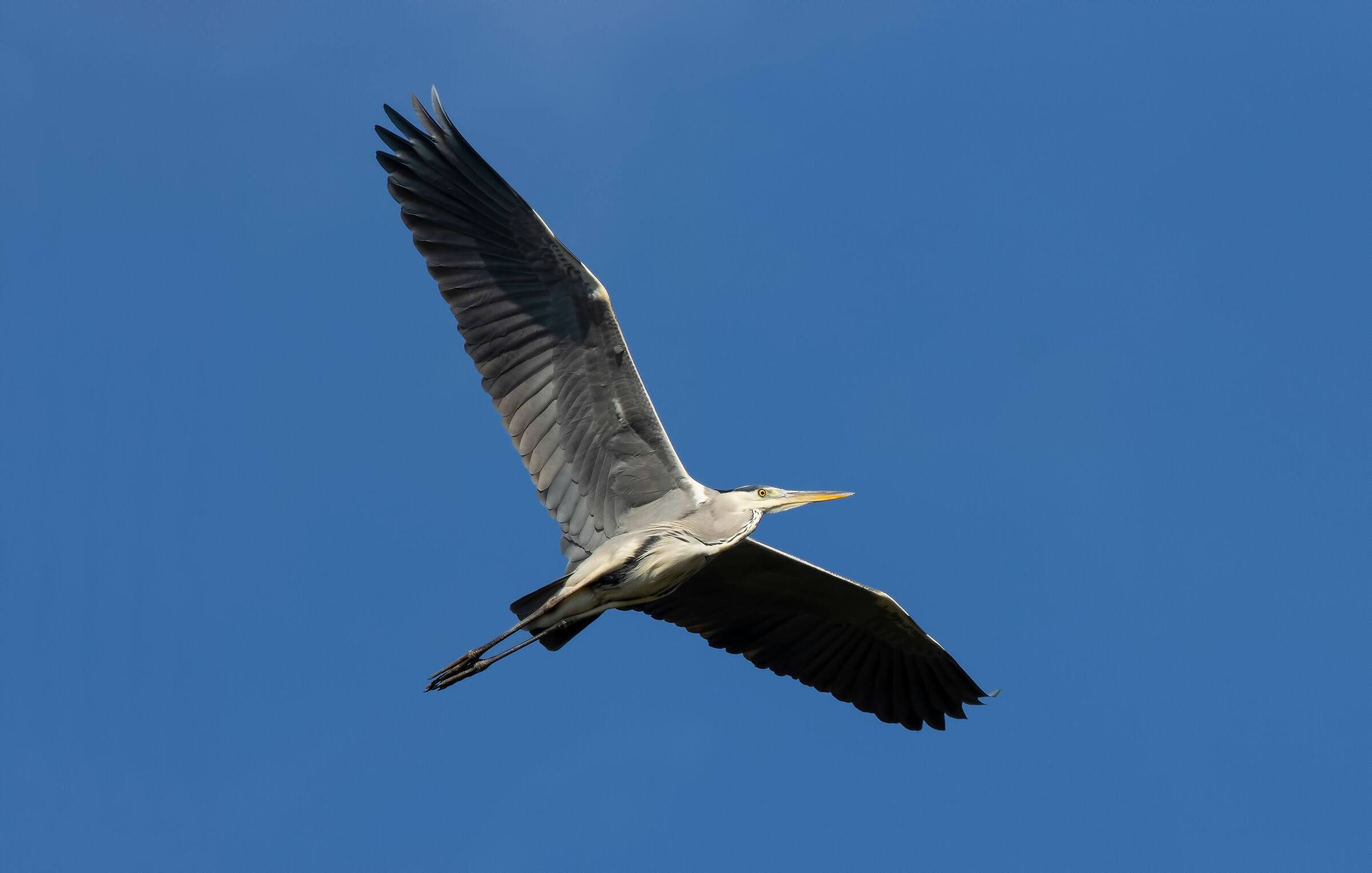 The flight of the Ash Airon