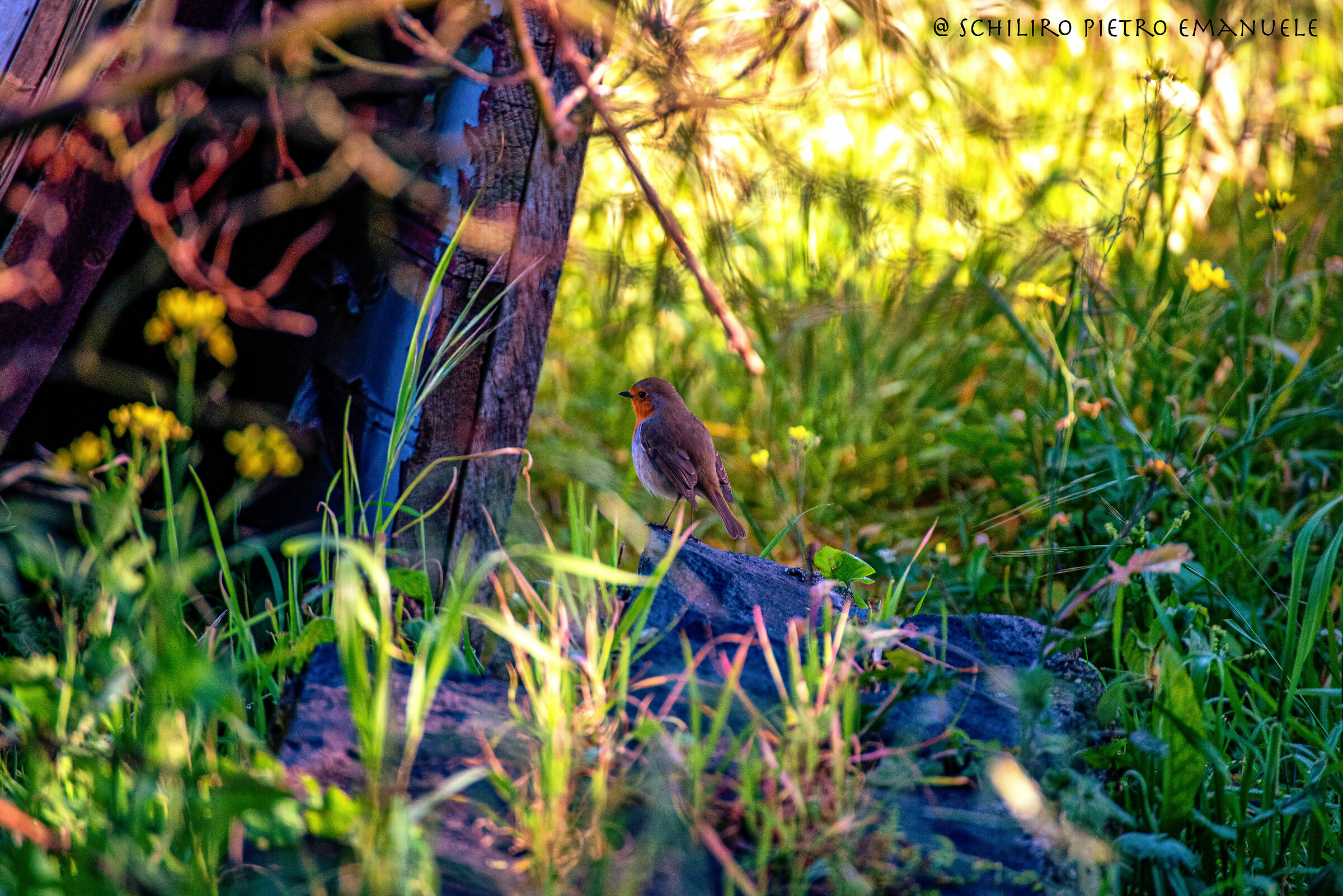 Among the colors of Red