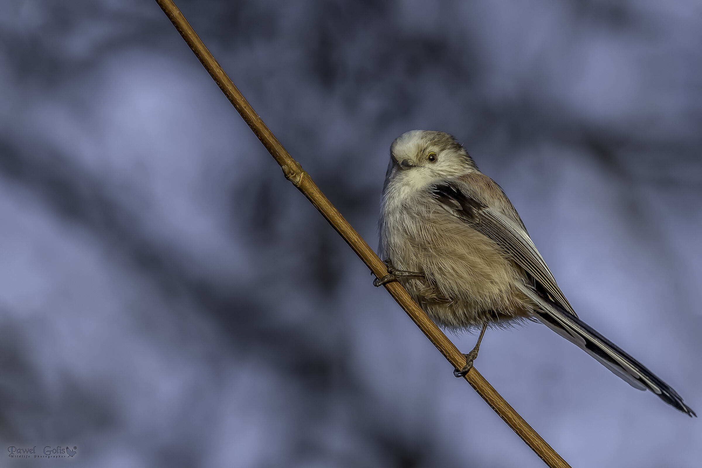 Bushtit dalla coda lunga (Aegithalos caudatus)