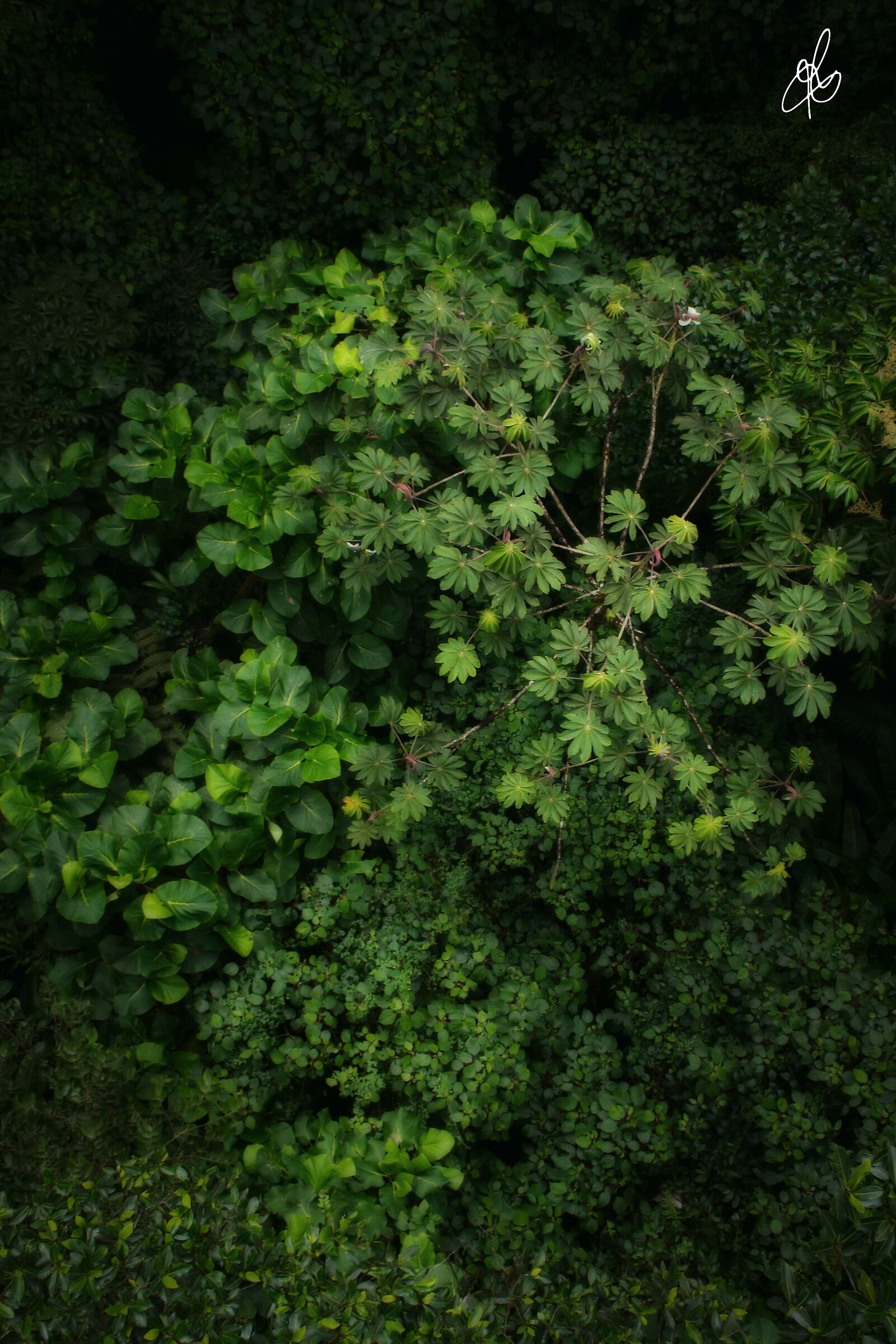 Into the rain forest