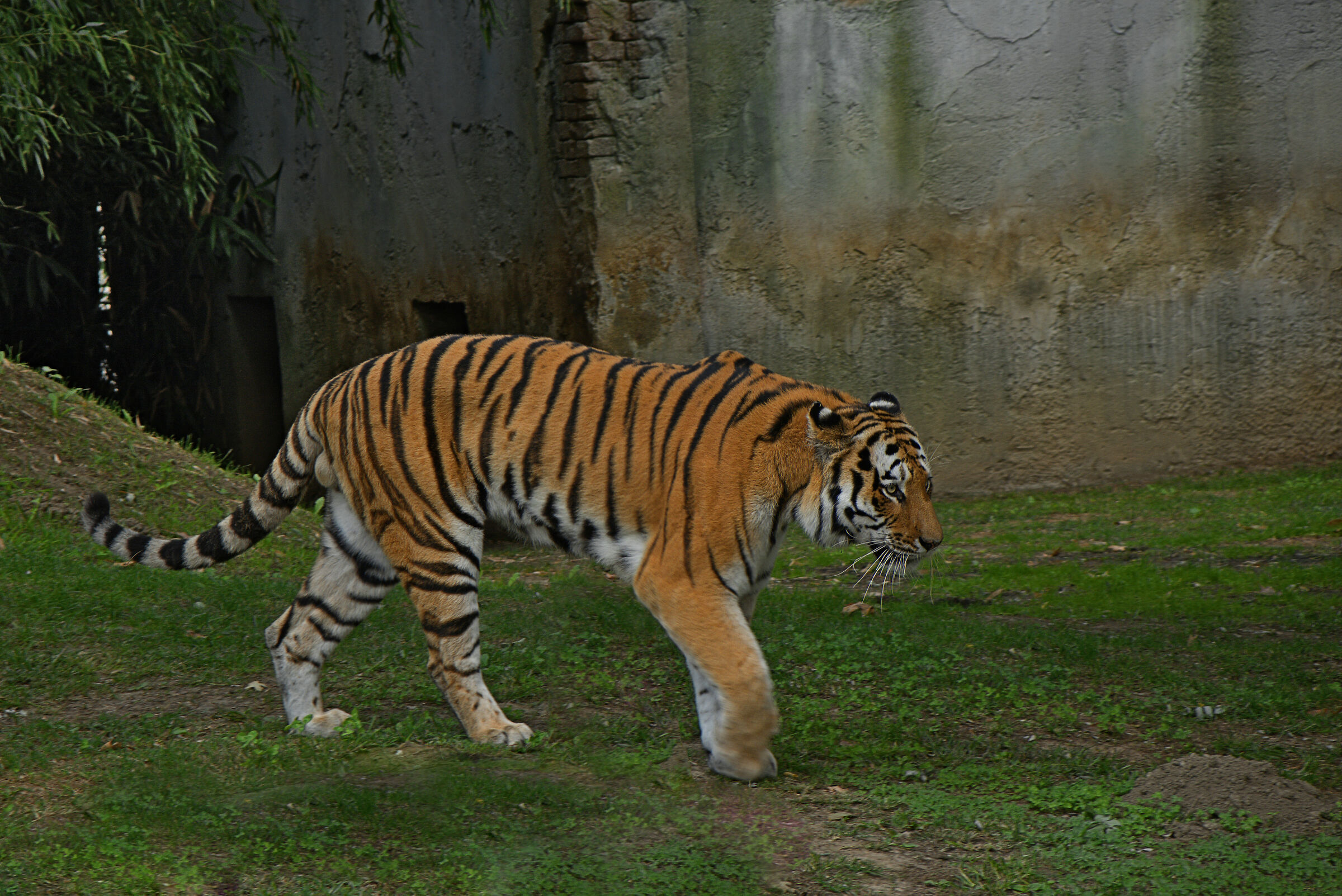 Tigre del Bengala