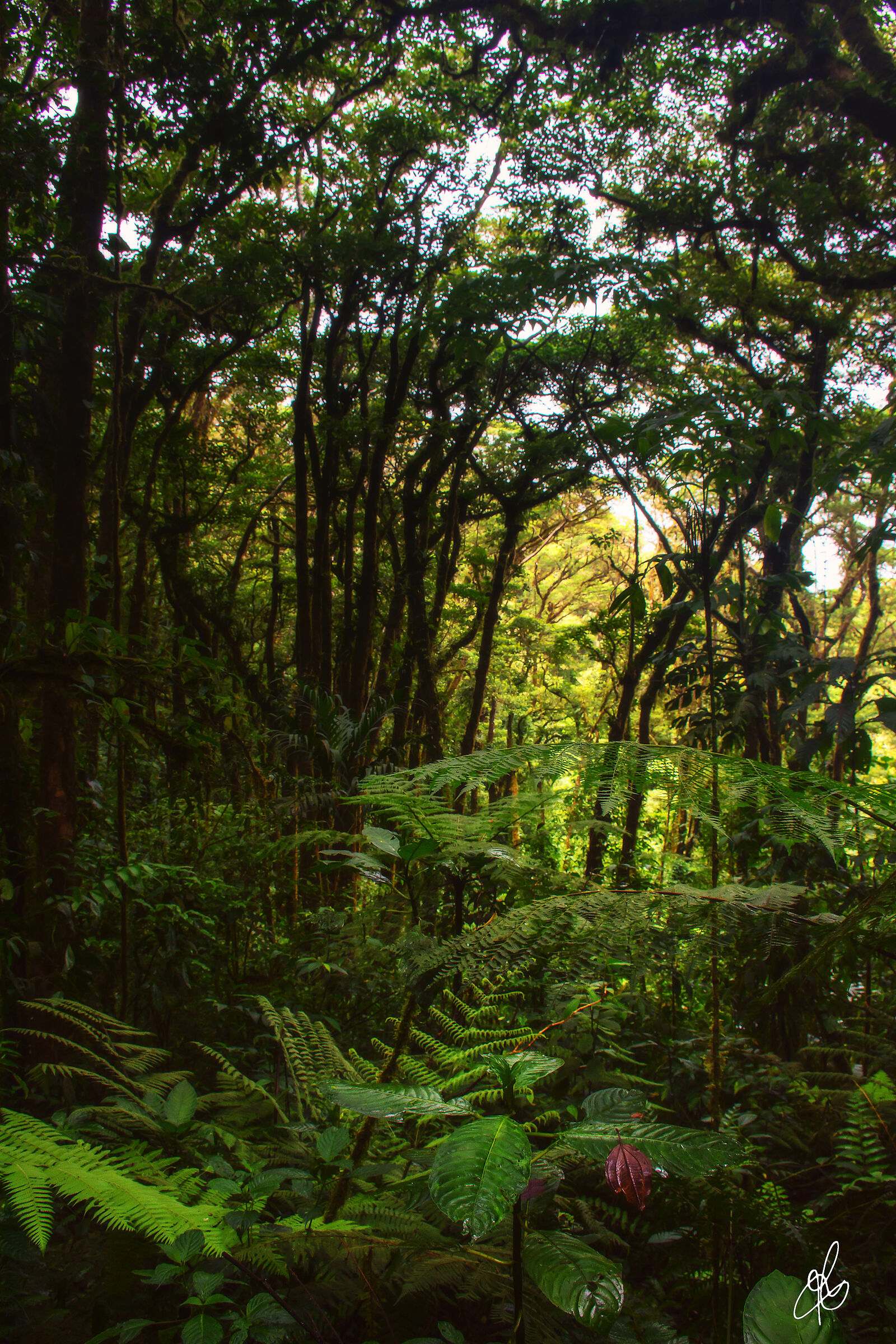 Rainforest