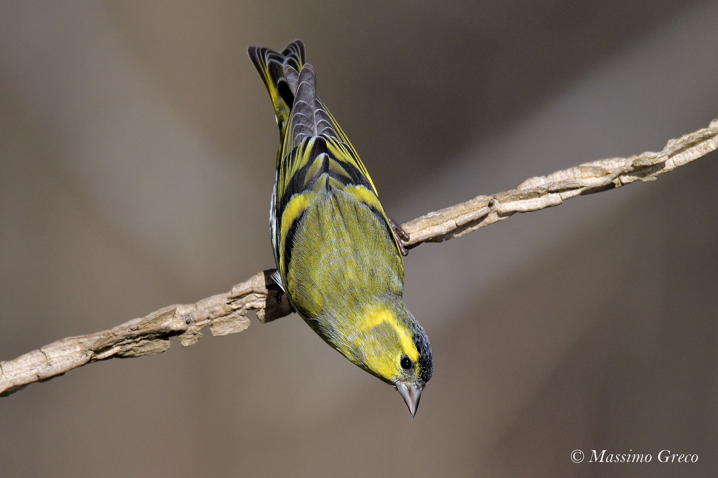 Lucherino (Carduelis spinus)