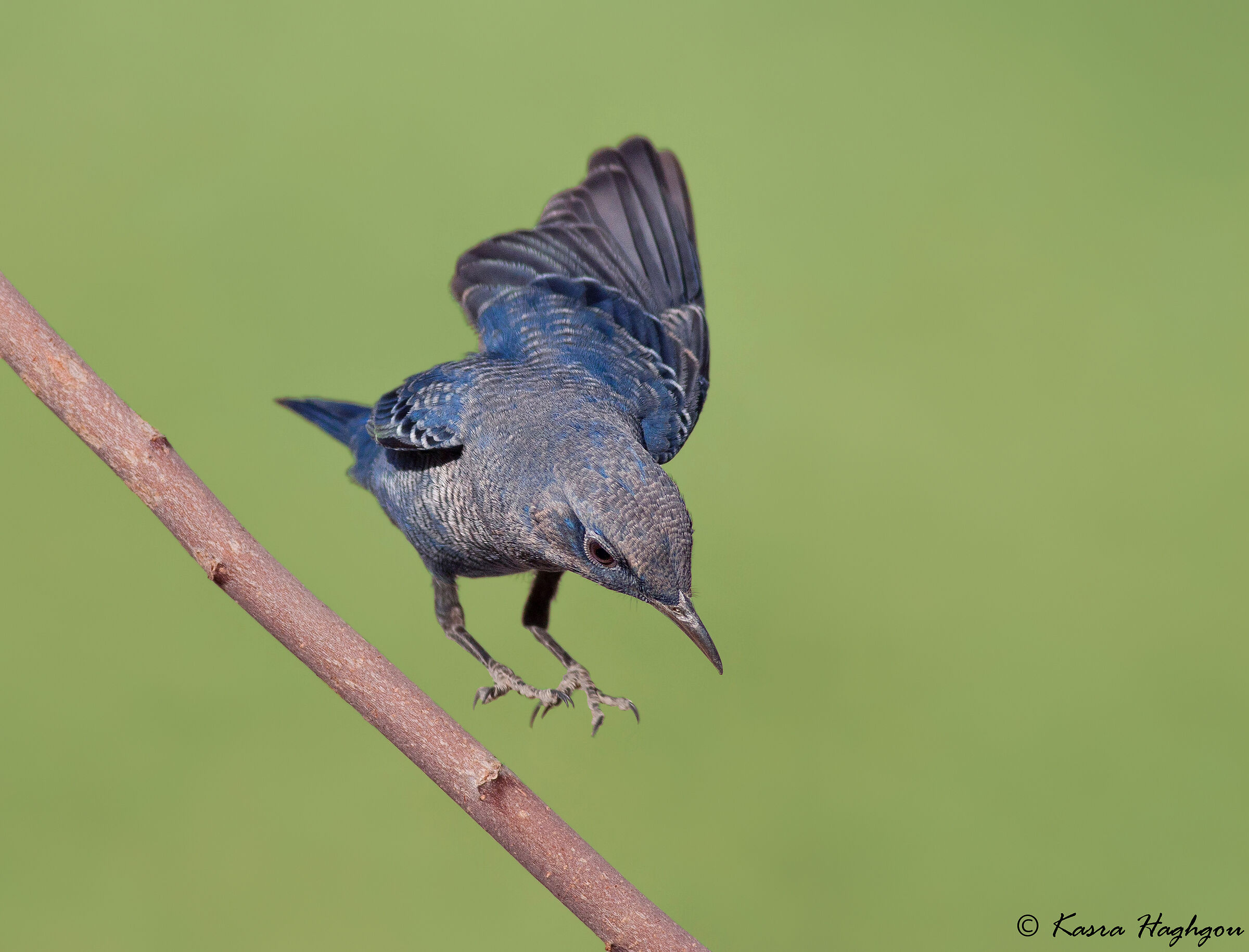 Blue Rock Thrush