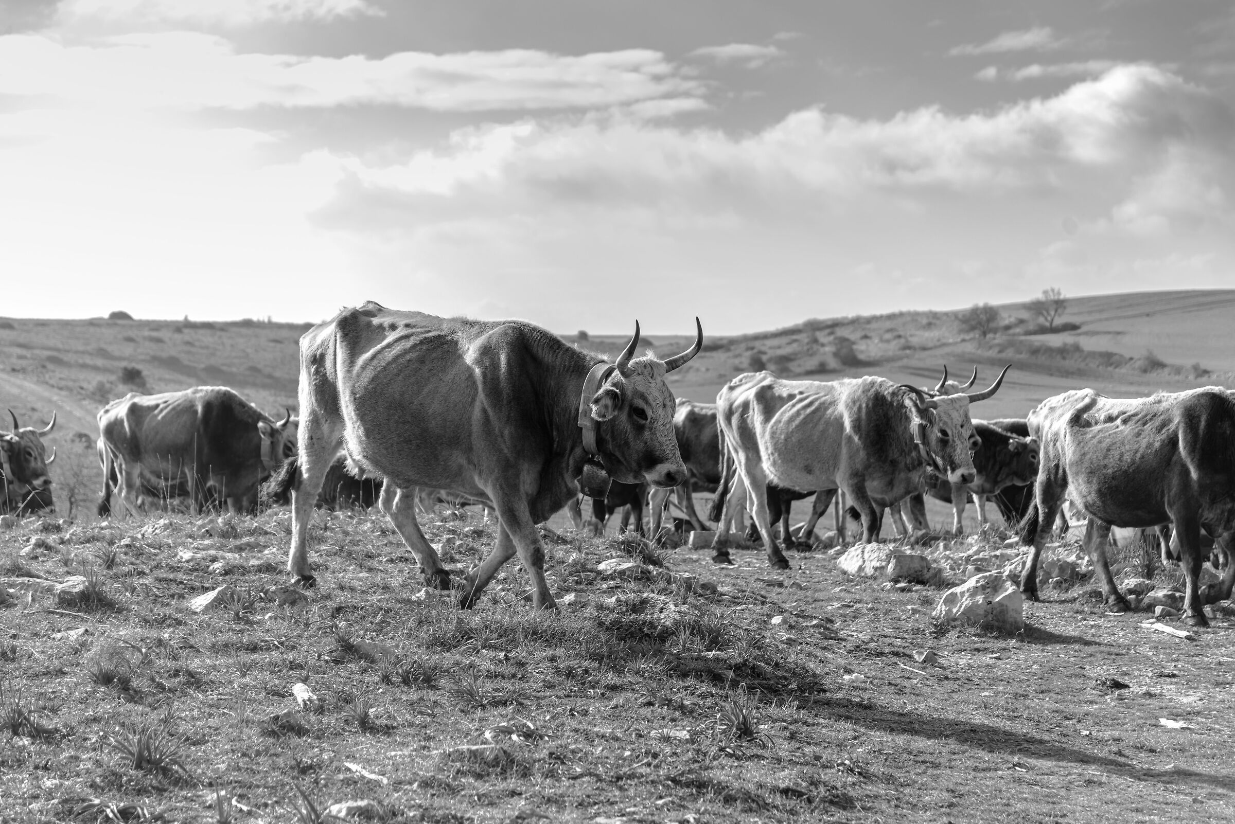 Matera.La herd at sunset, re-enters the fence