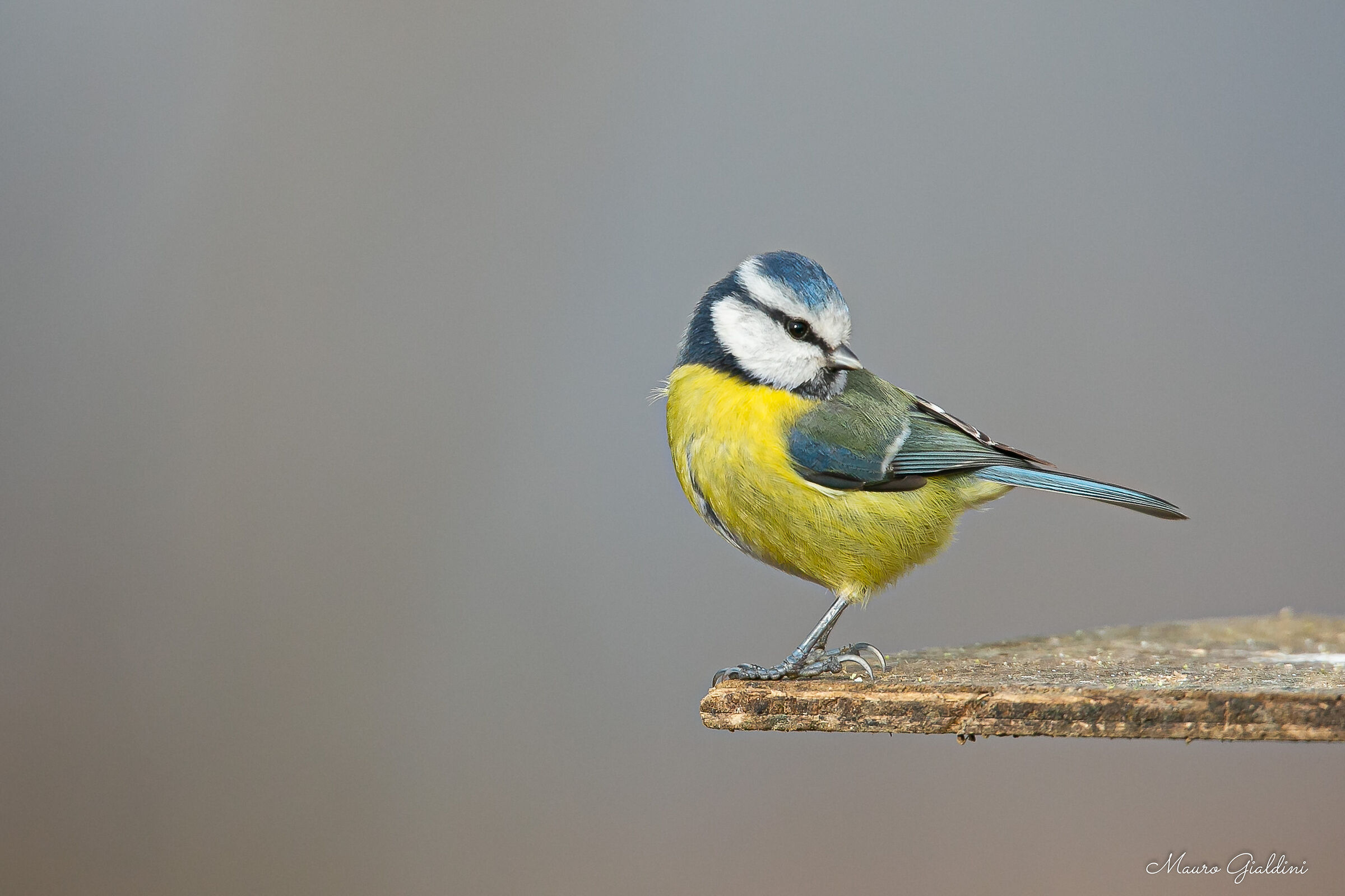 Posing as a model (Eurasian Blue Tit)
