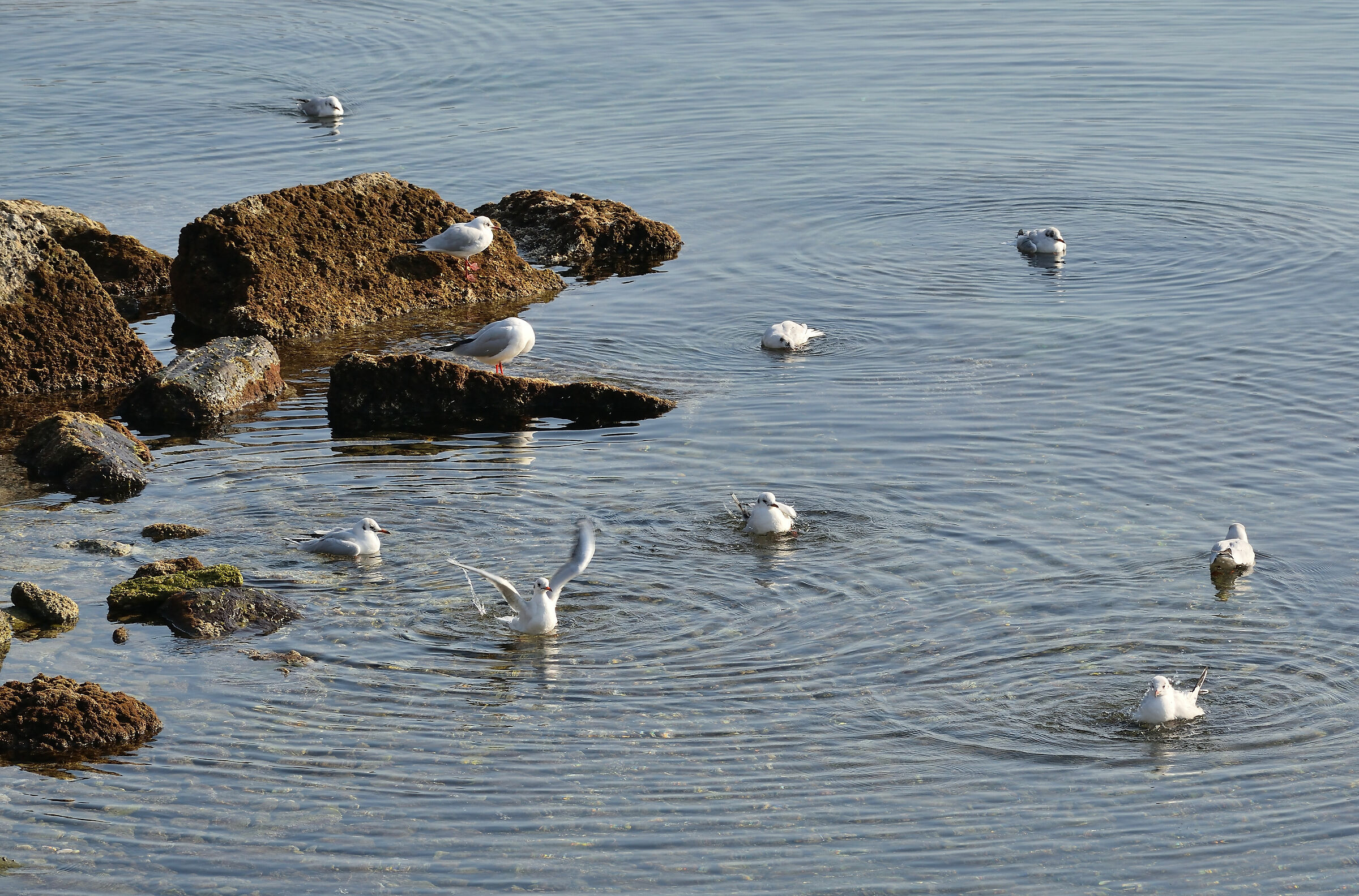 Divertirsi Tra gli scogli
