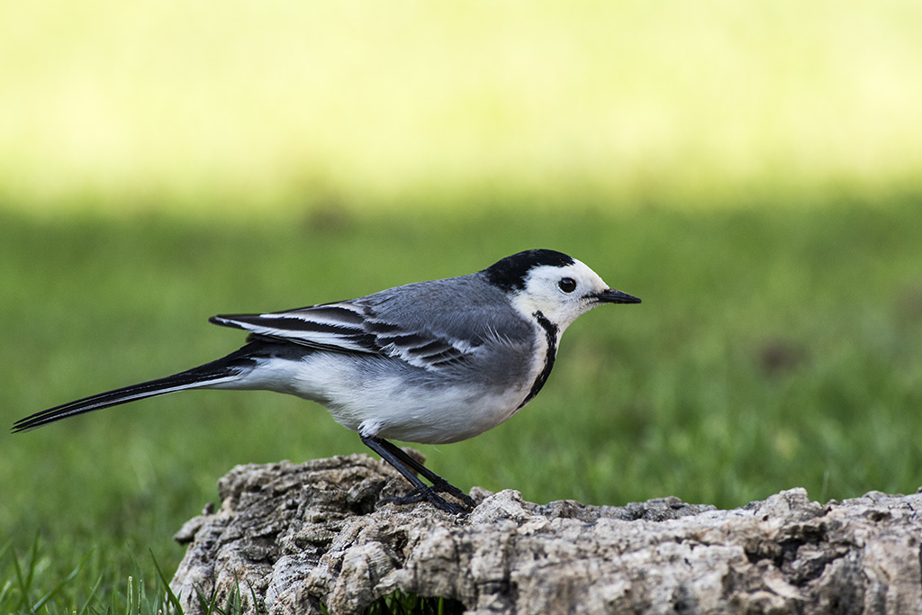 White Wagtail