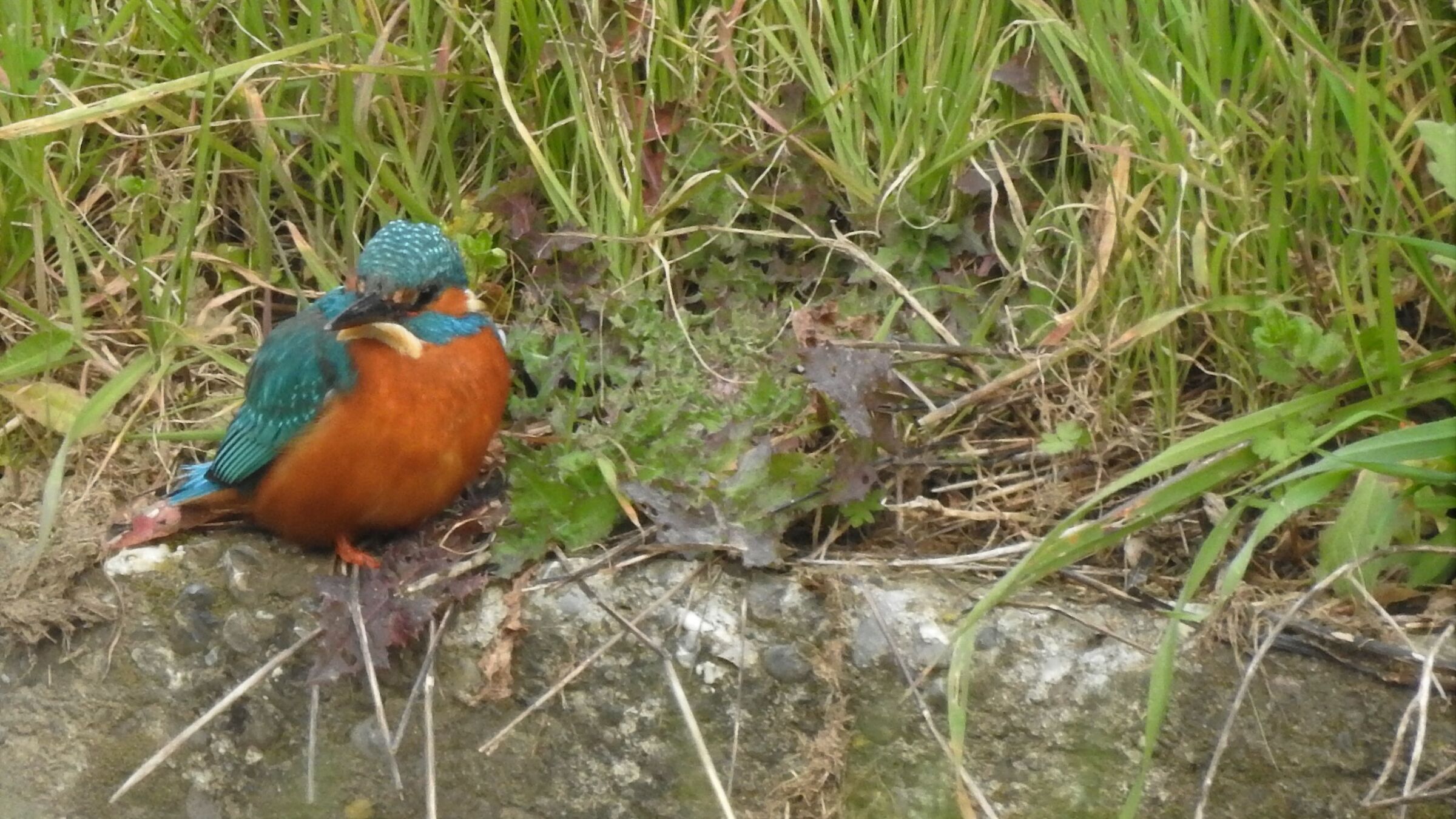 Primo piano martino.