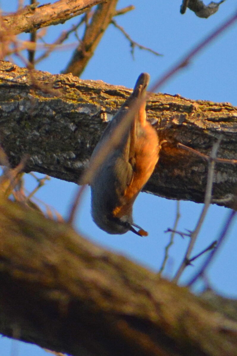 Upside-down water picchiolo
