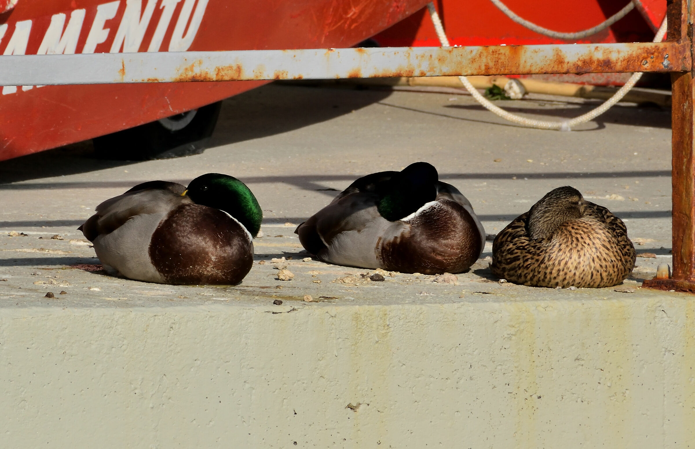 Riposare sotto il sole di gennaio