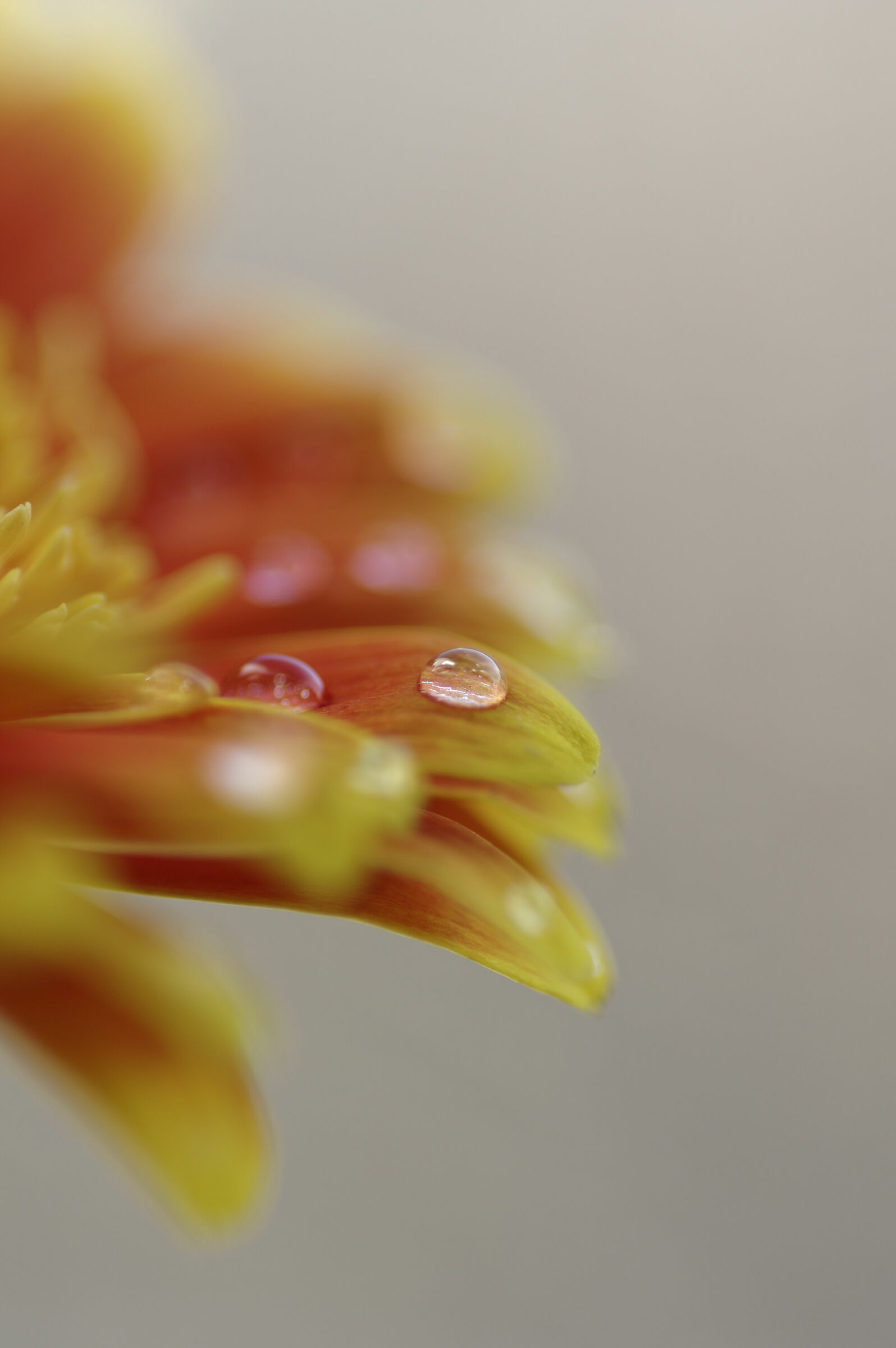 Gerbera with vintage lens