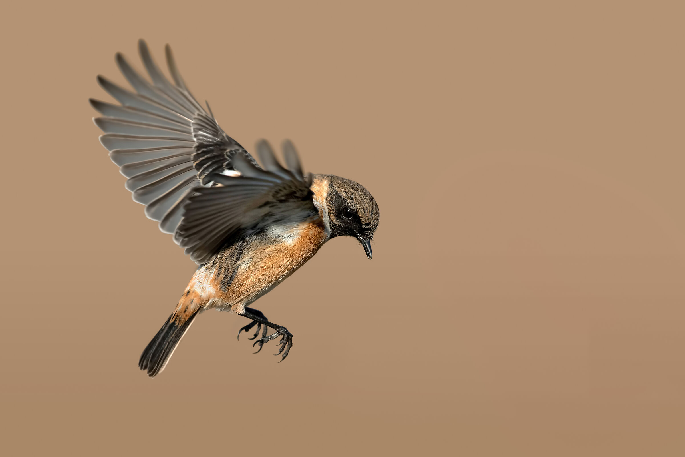 Saltimpalo - European Stonechat