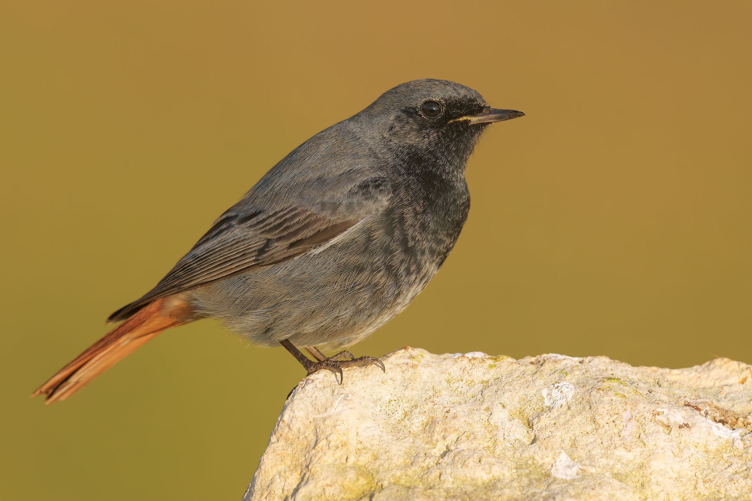 codirosso spazzacamino Phoenicurus ochruros