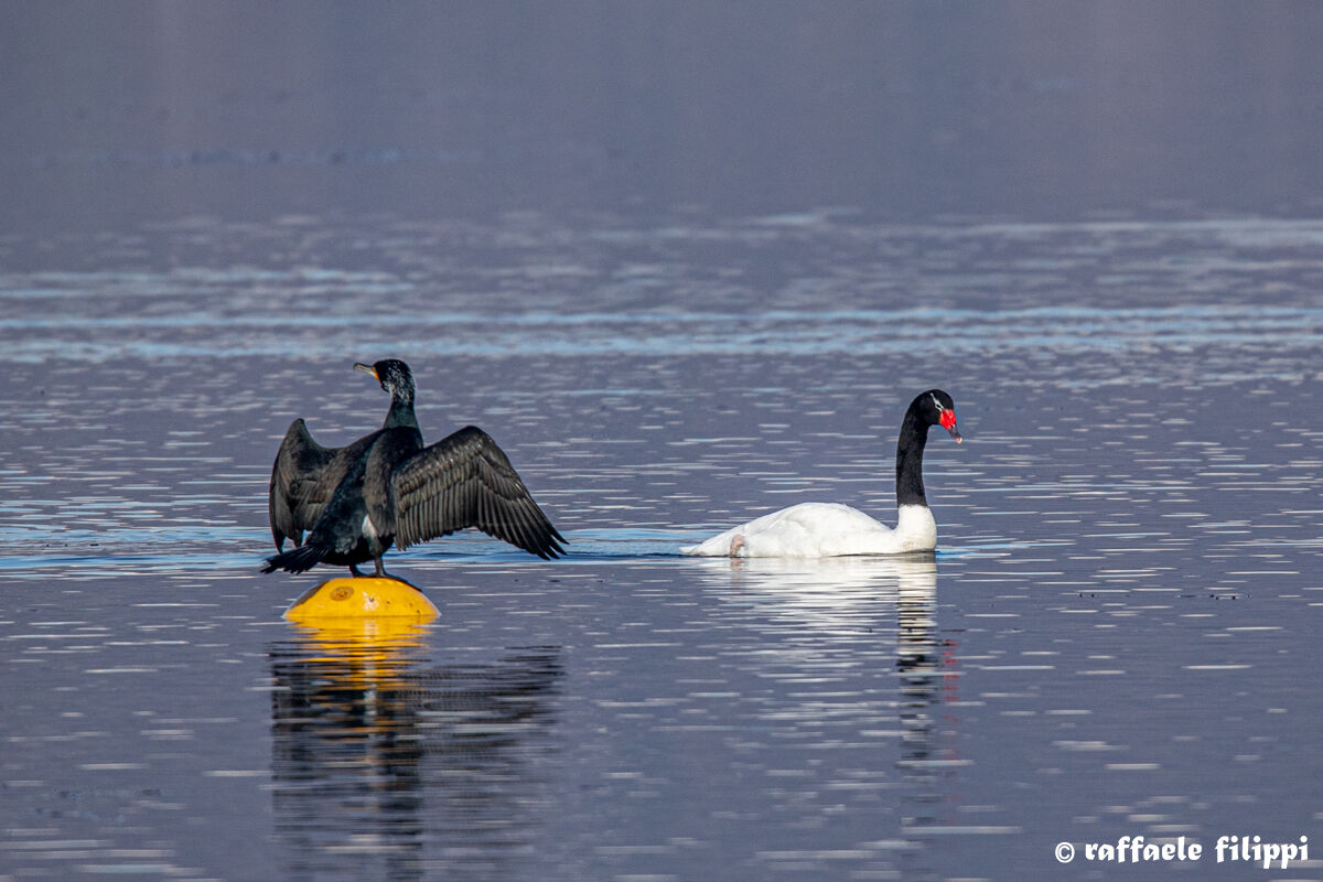 Il cormorano ed il cigno dal collo nero