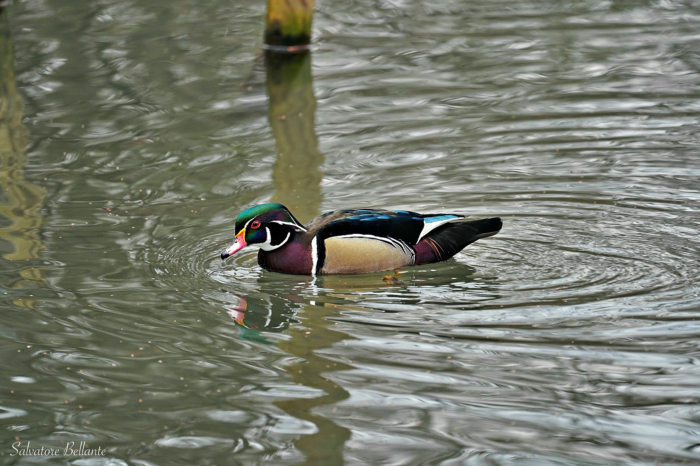 Maschio di Carolina Aix sponsa
