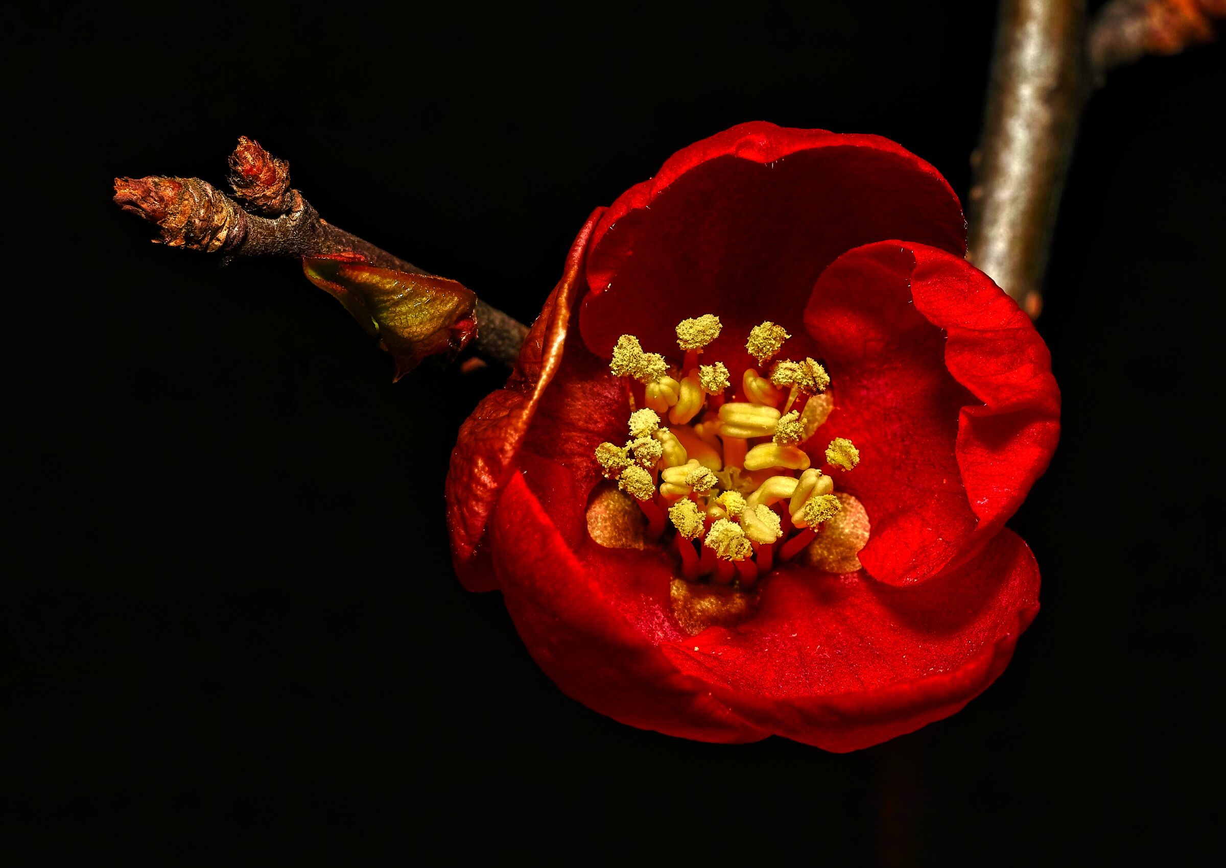 Fiore di cotogna giapponese che sboccia in inverno