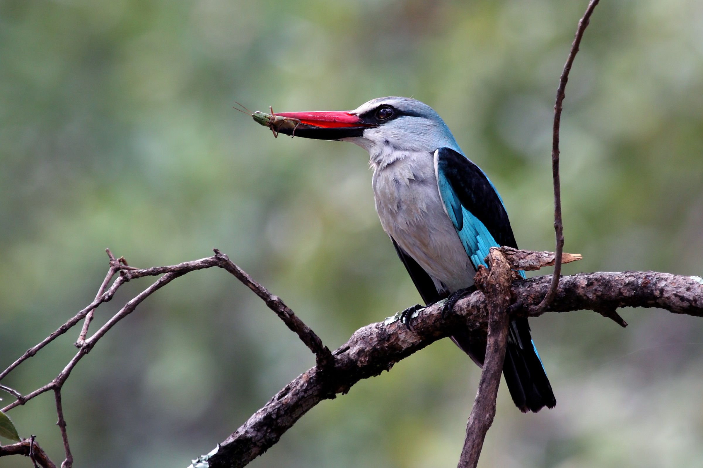 Woodland Kingfisher