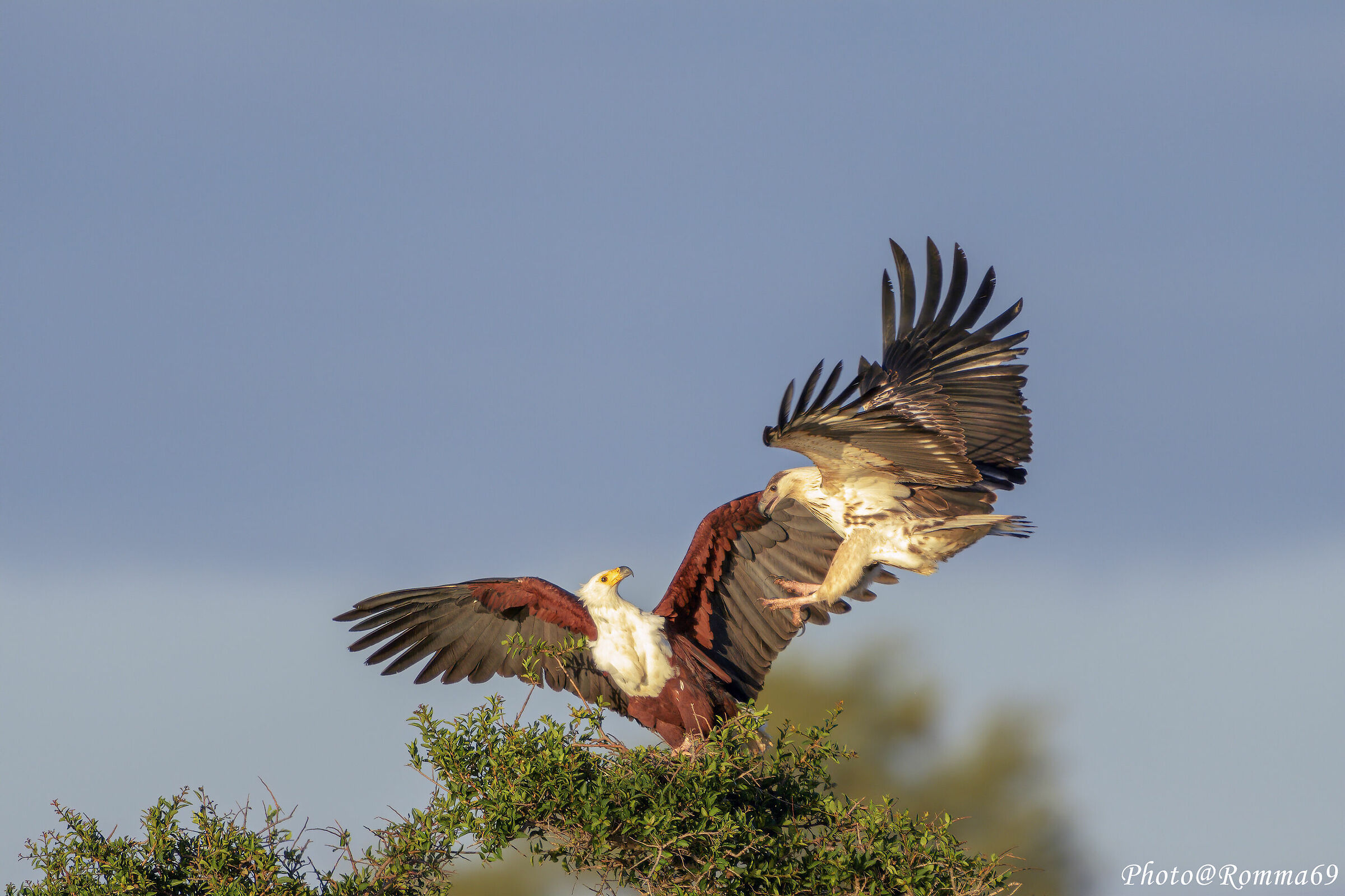 African fish-eagle - Haliaeetus vocifer