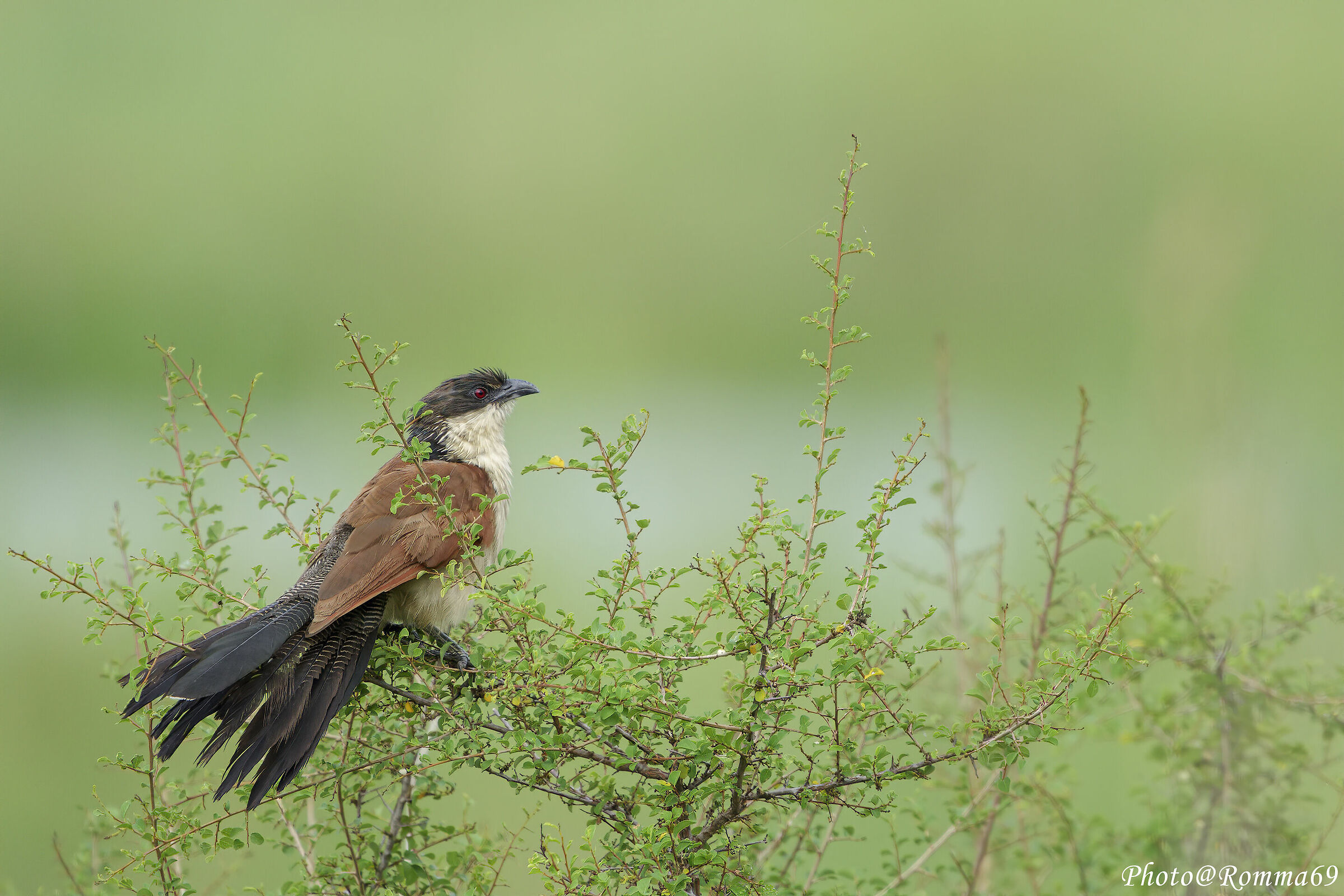 Centropus senegalensis