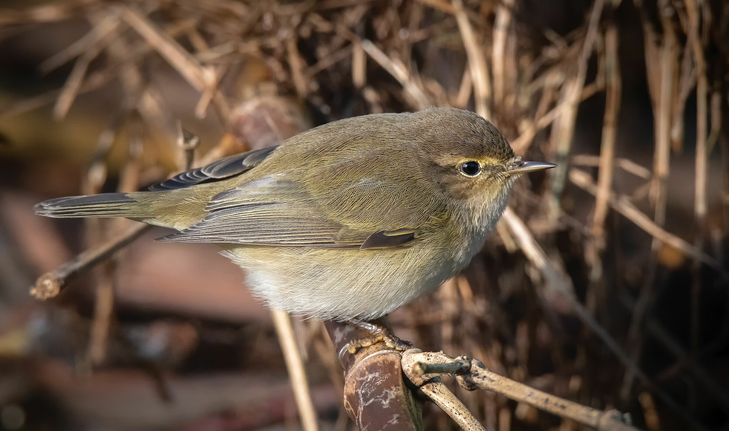 He Little #capannodicora